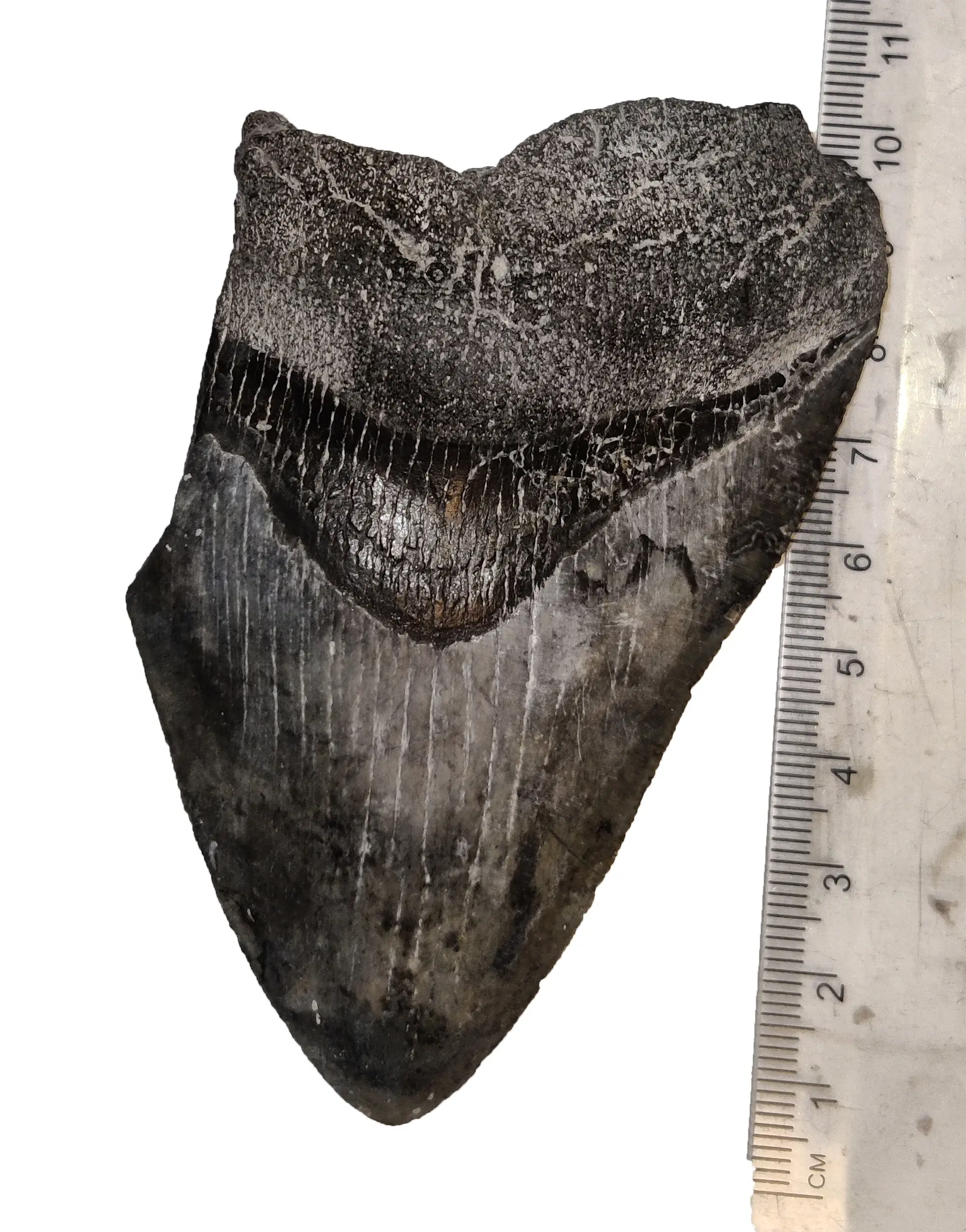 Megalodon tand 10 cm