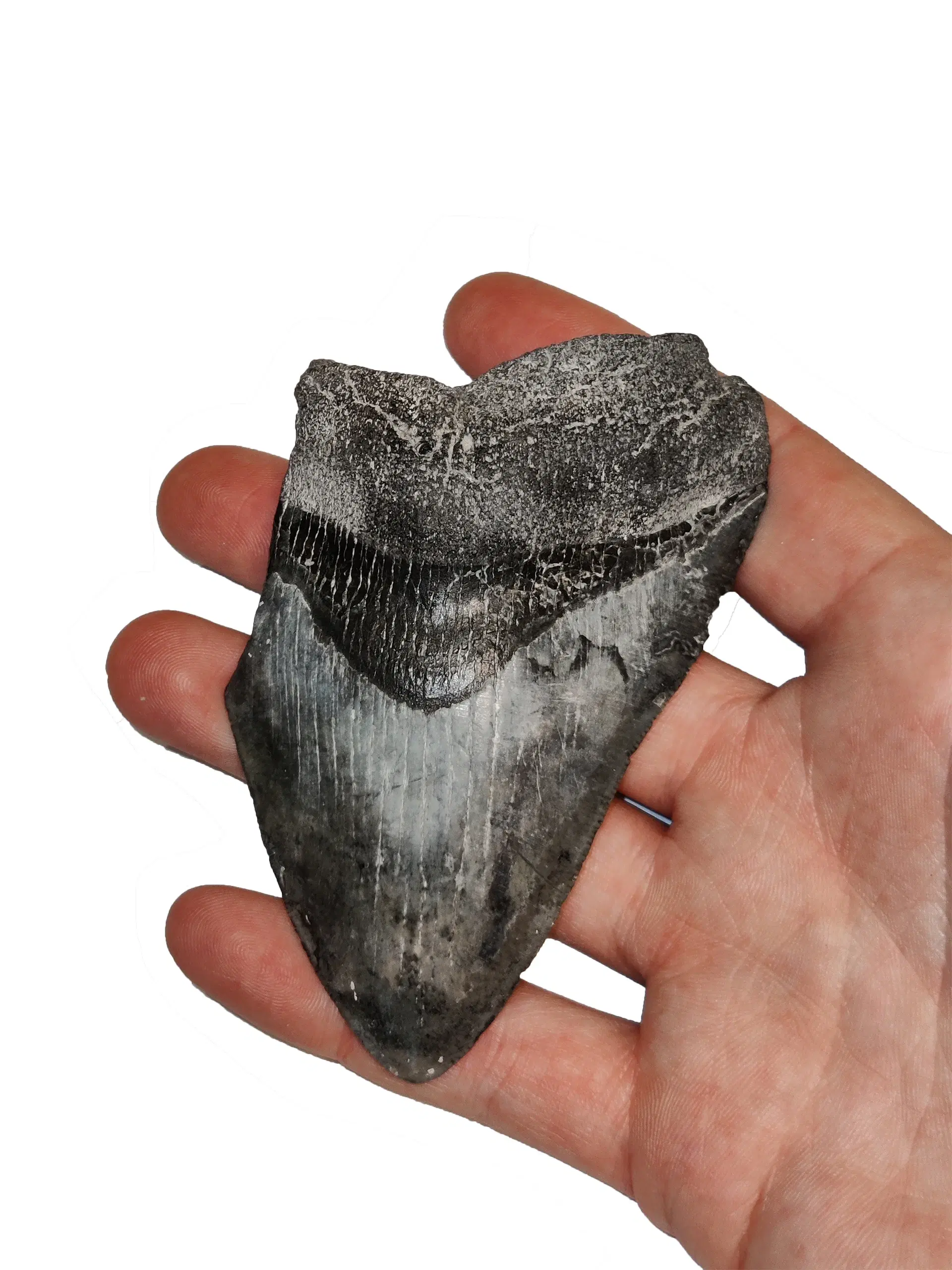 Megalodon tand 10 cm