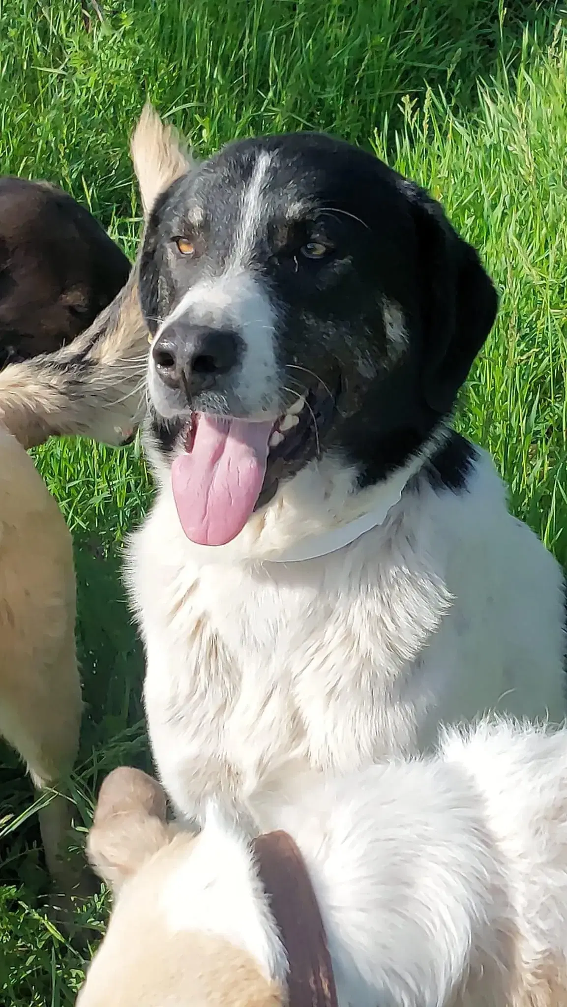 Harry Søger Familie! 🤎🐾