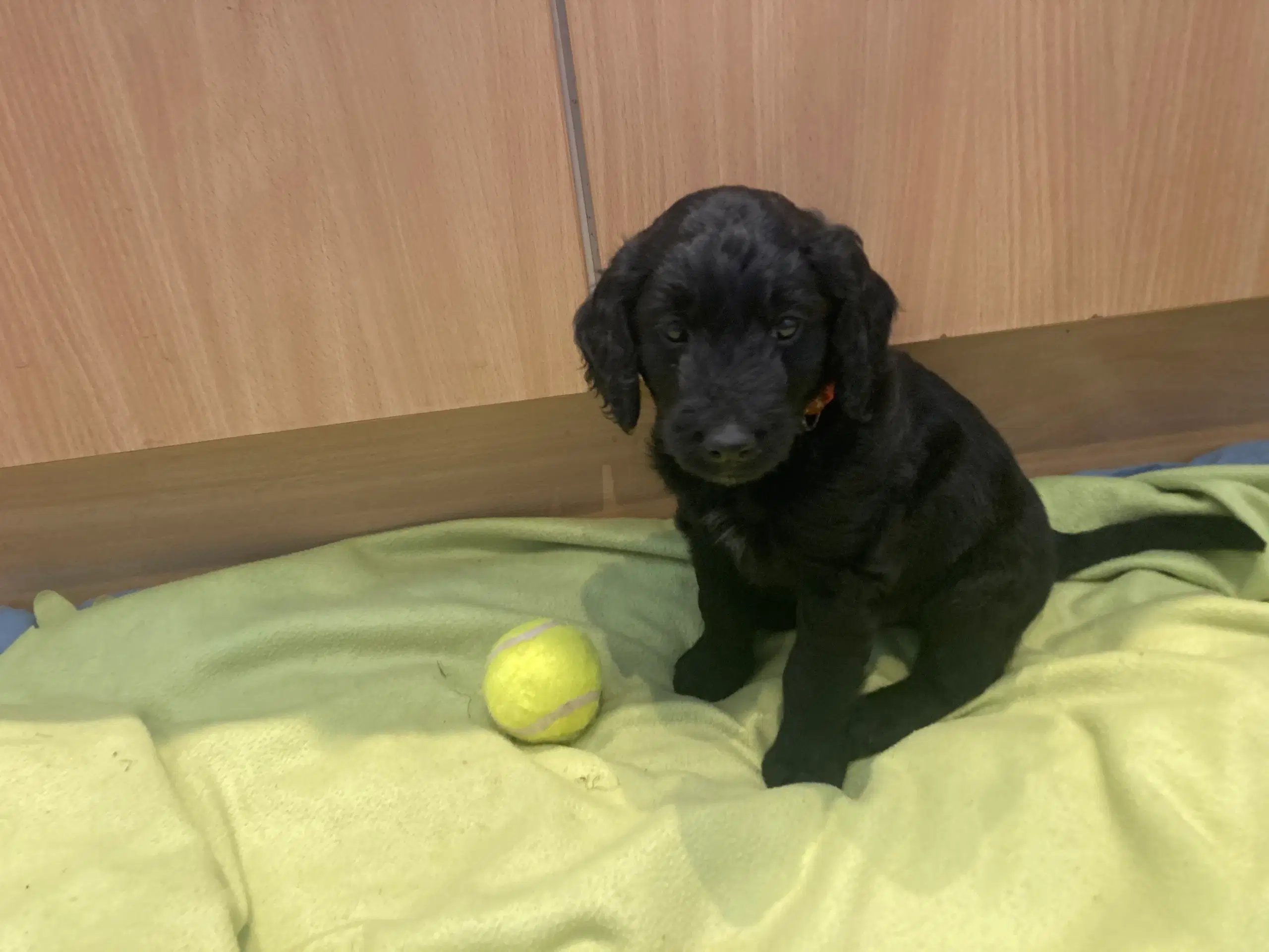 Goldendoodle hvalpe