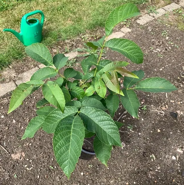 Valnøddetræer - Juglans Regia