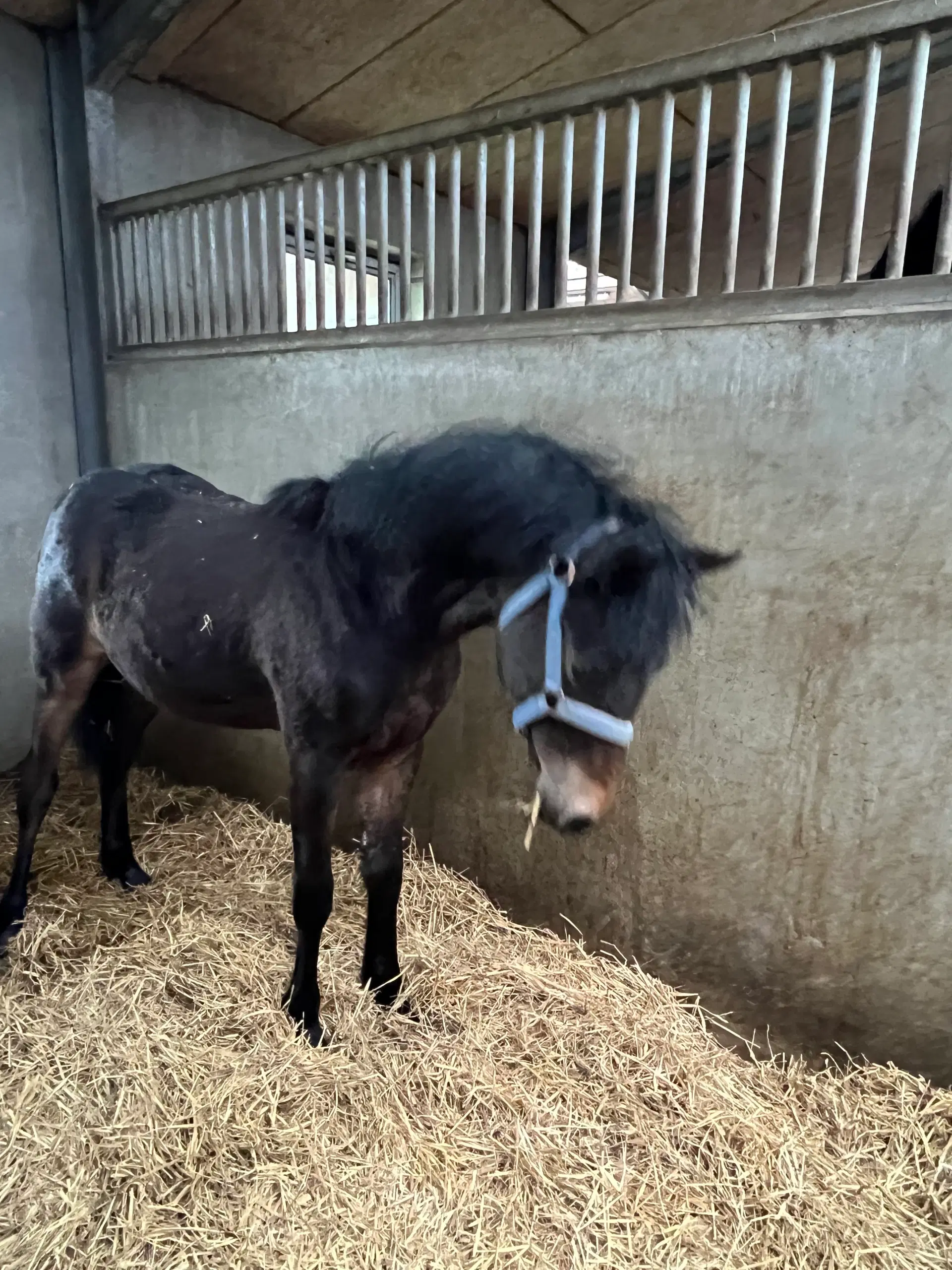 Welsh pony 1 år