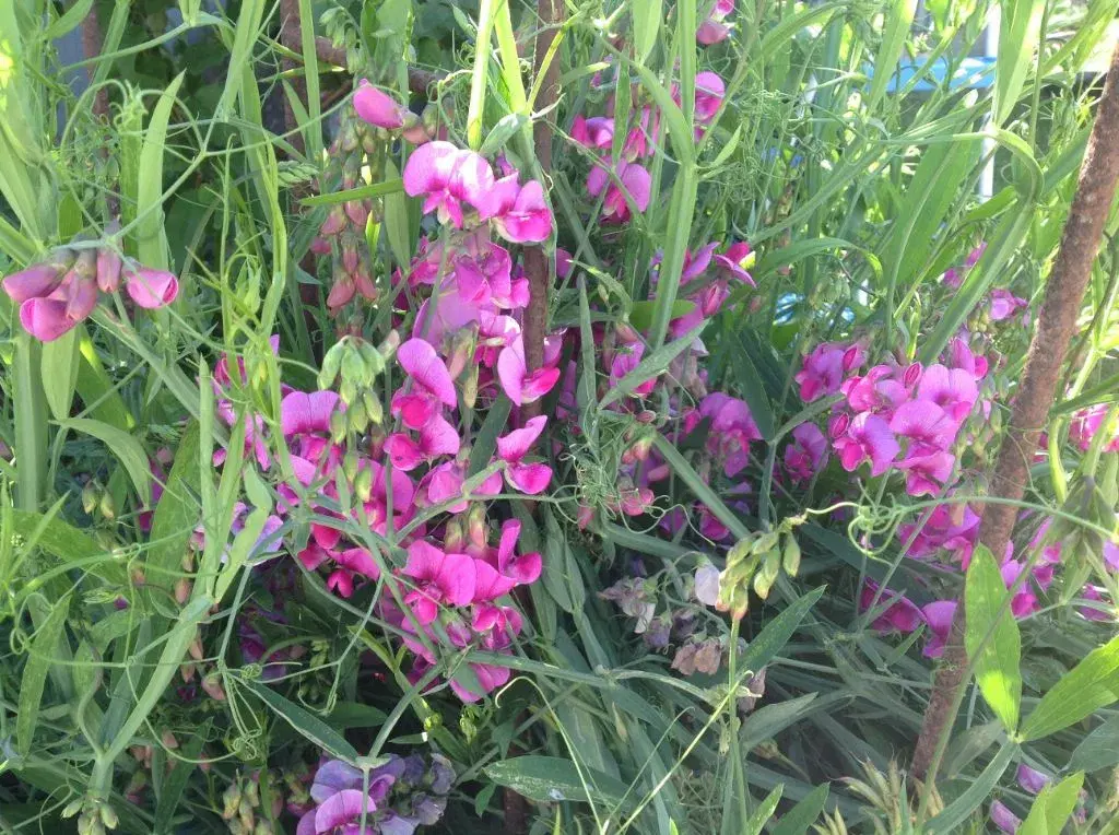 Lathyrus