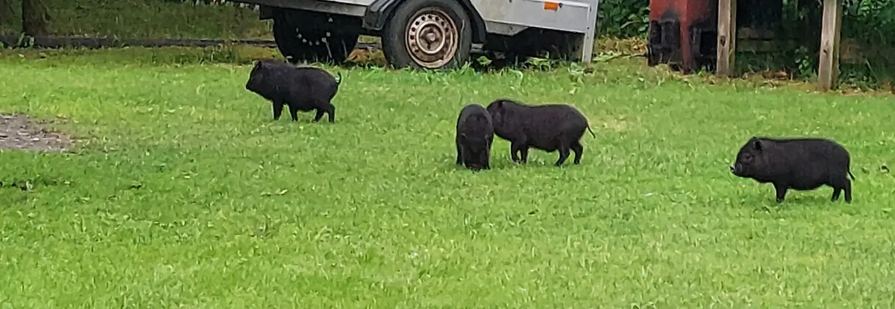 Minigrise til salg en kastreret og fire piger