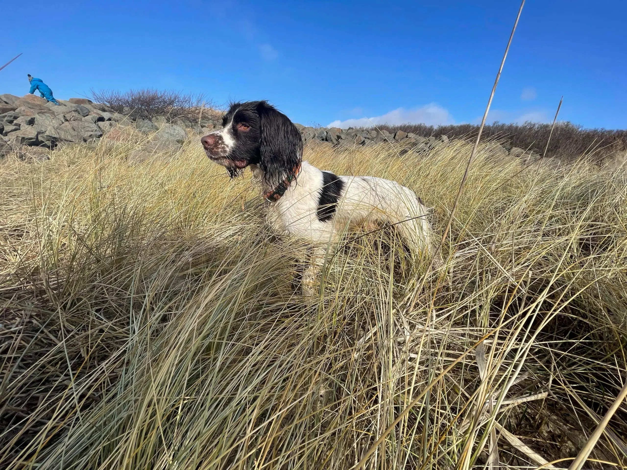 Ft springer spaniel parring