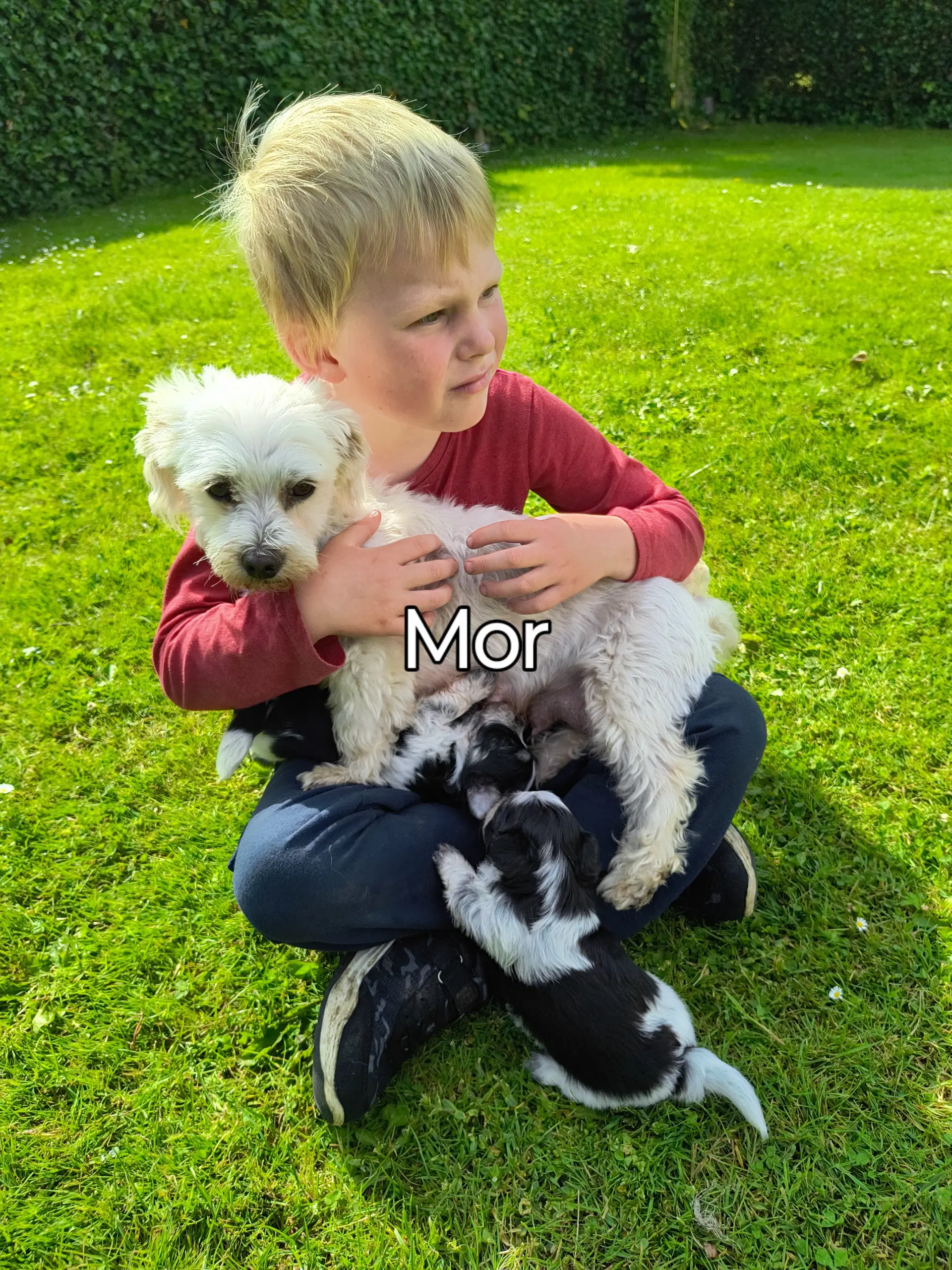 Coton de tulear /malteser hvalpe