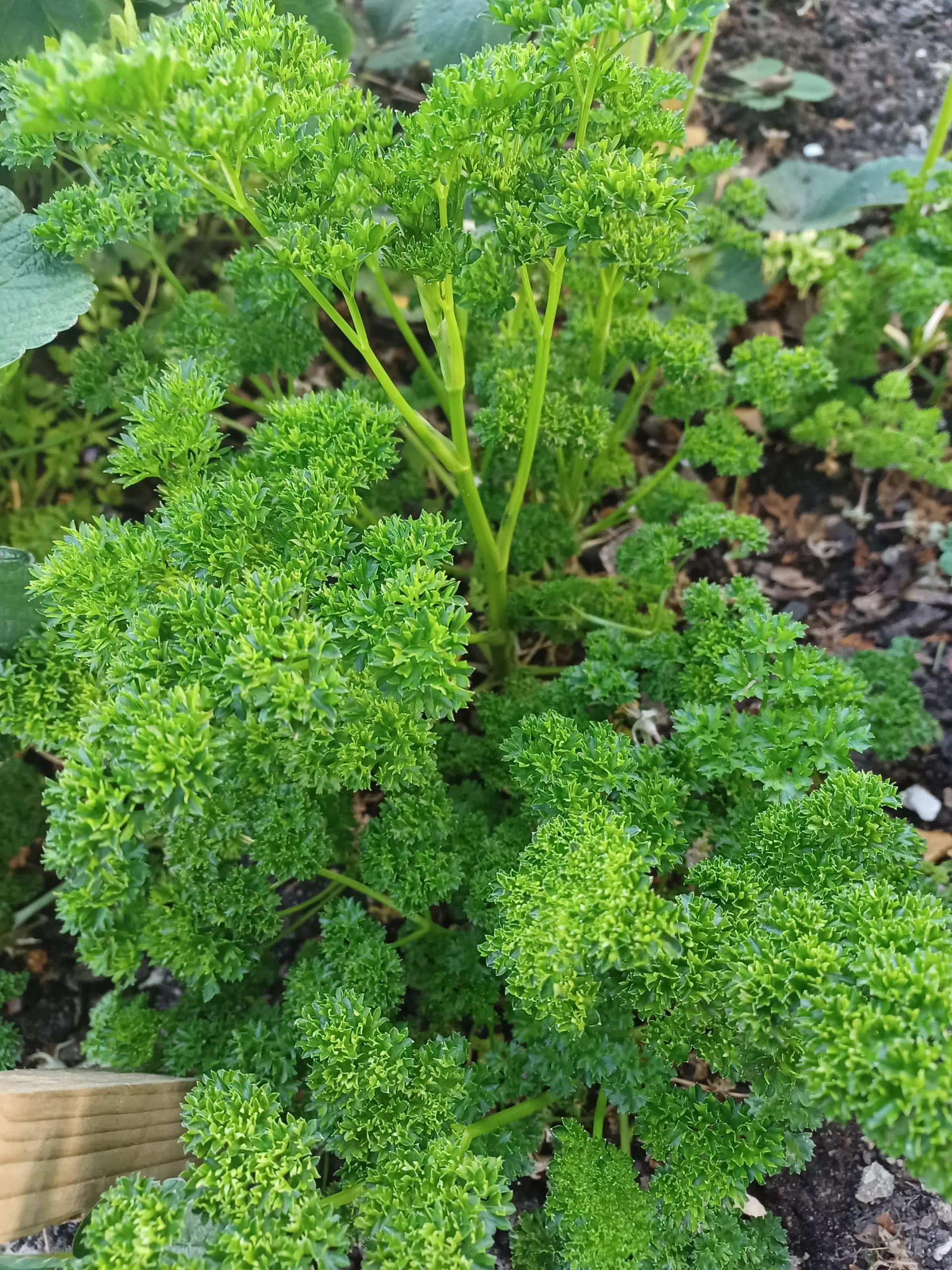 Krydderurter Oregano Citronmelisse mfl