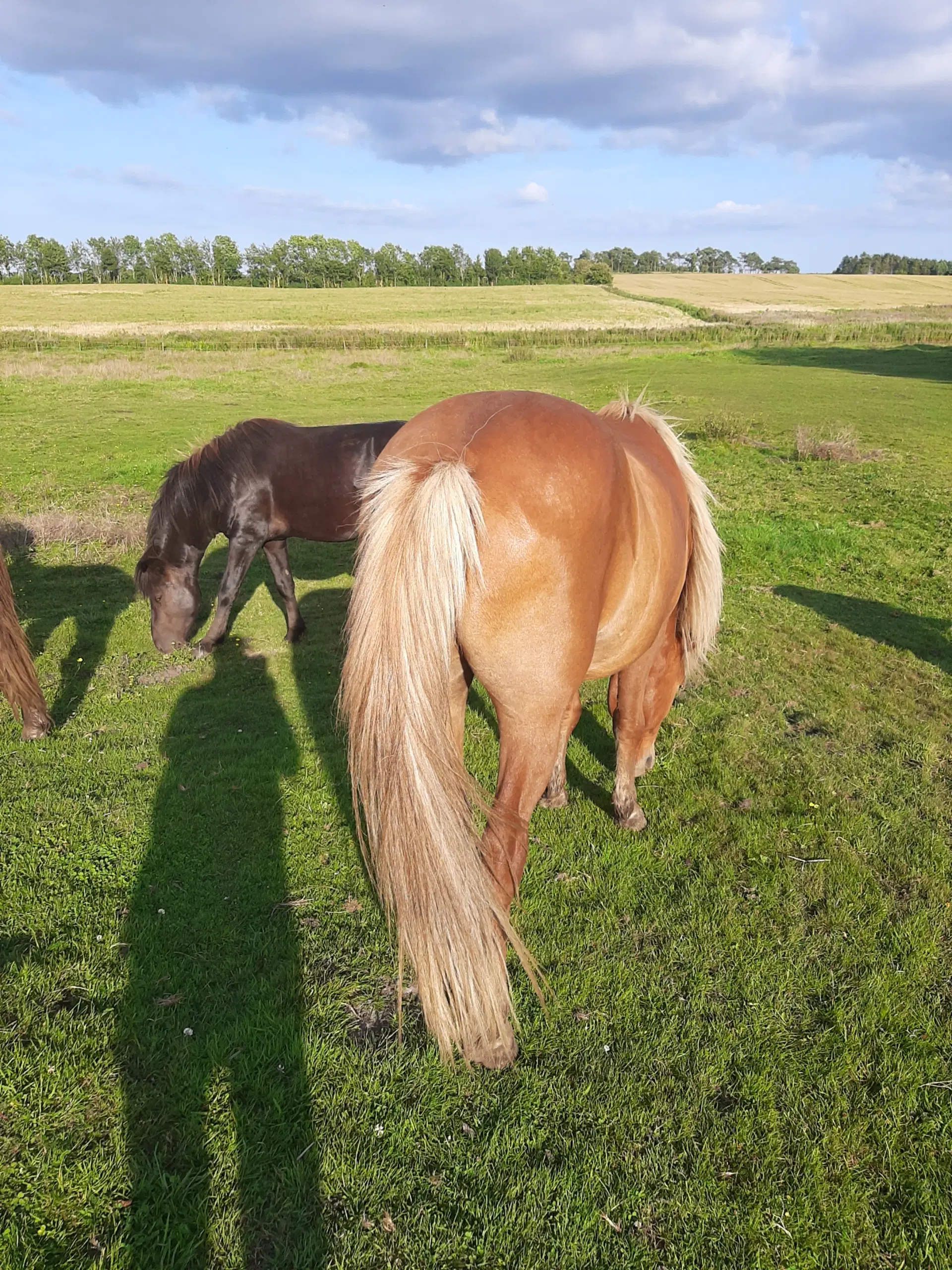 Islænder vallak Baldur 7 år tilredet sød og go