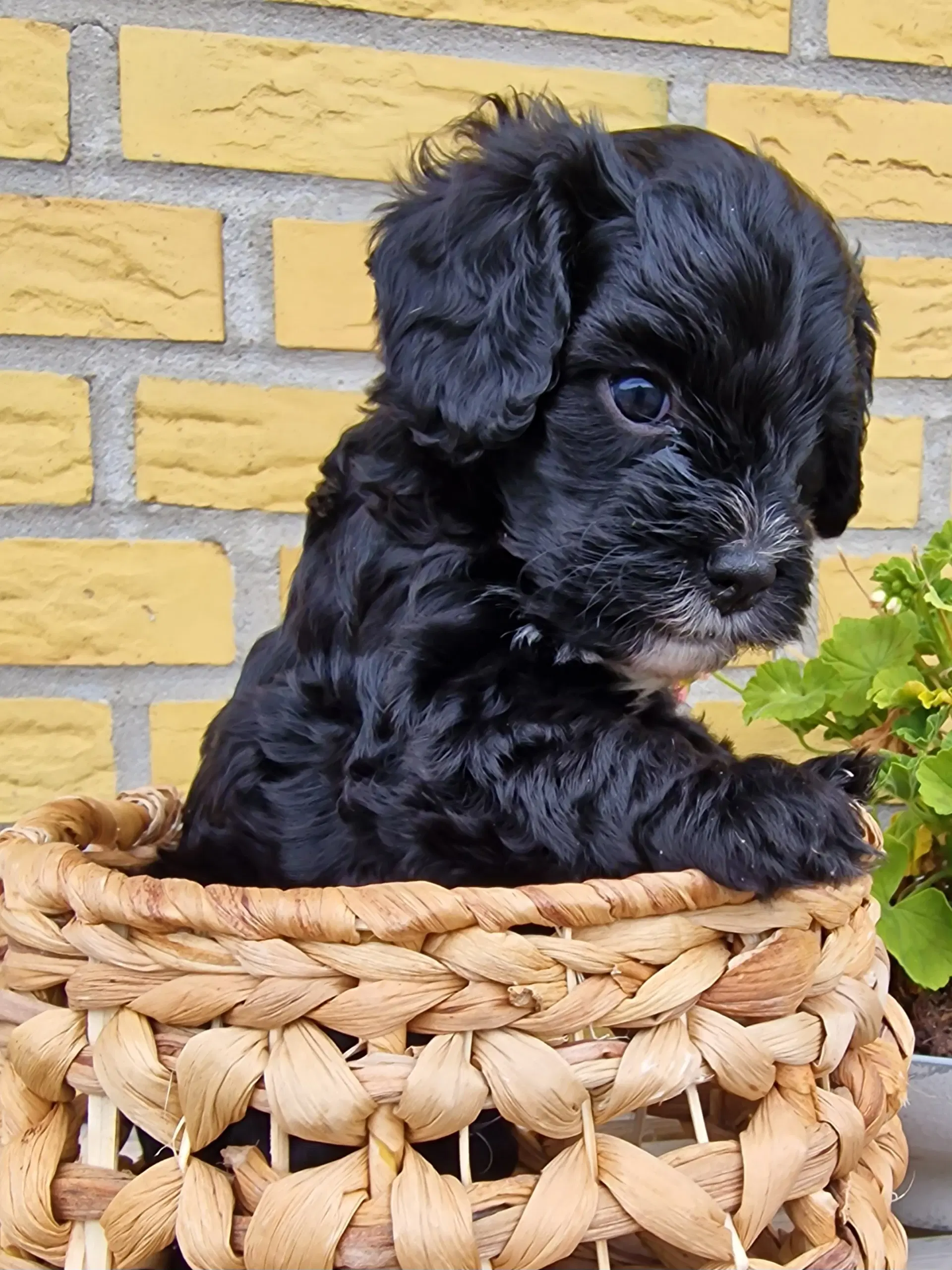 Cavapoo hvalp sælges