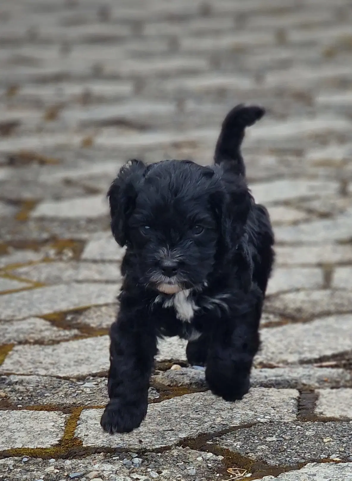 Cavapoo hvalp sælges