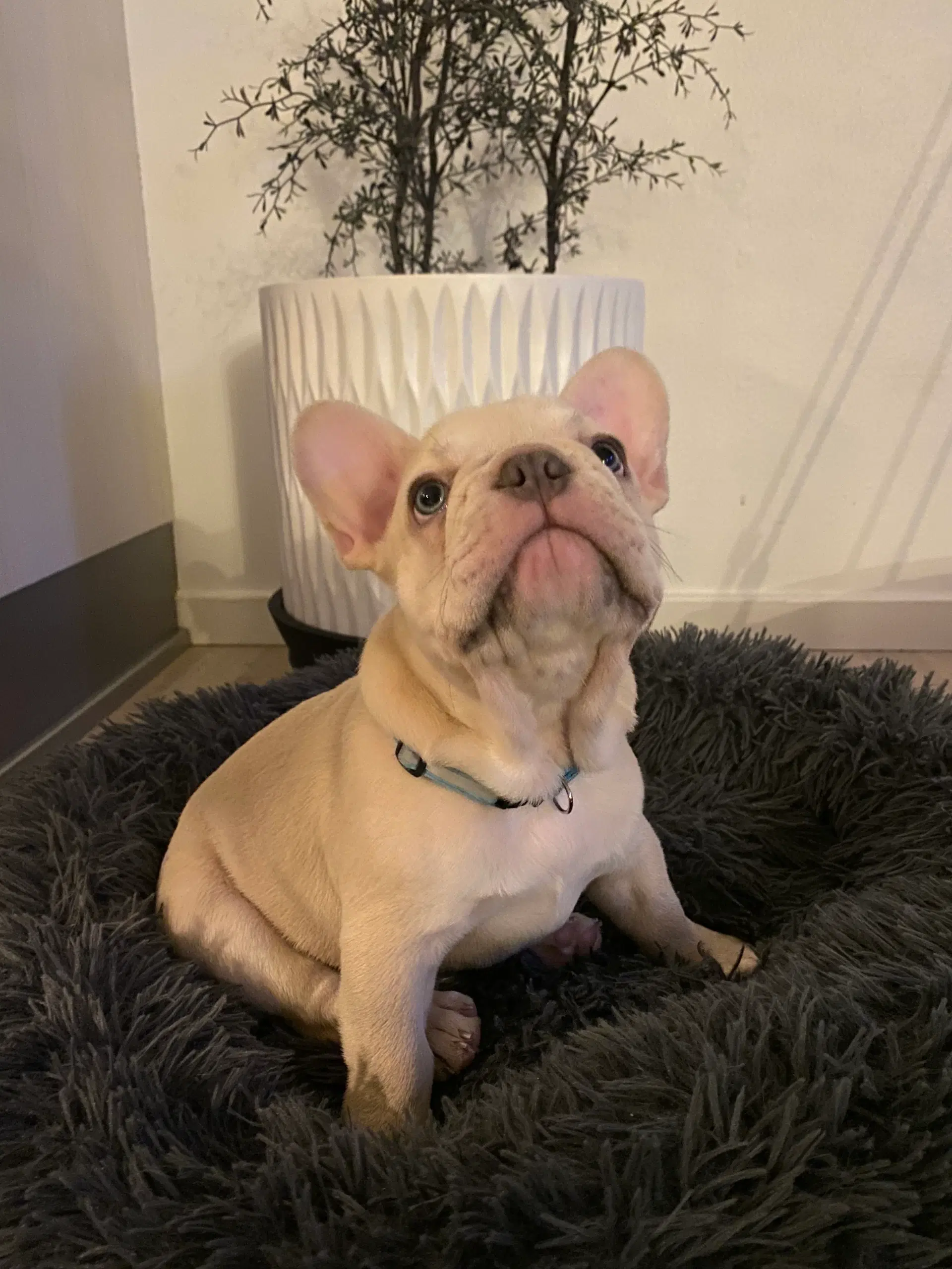 Fransk Bulldog hvalp