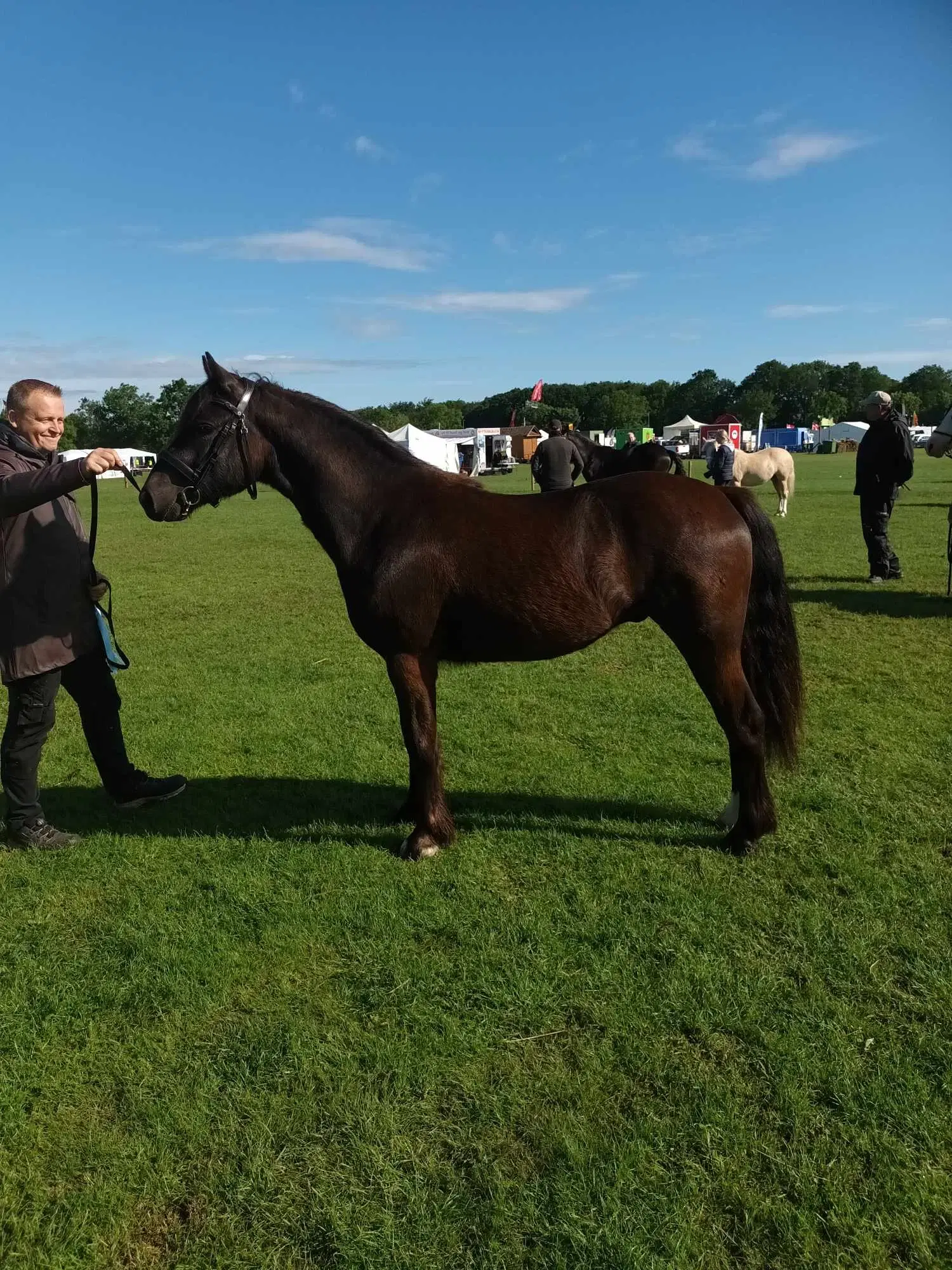 Welsh partbred sælges