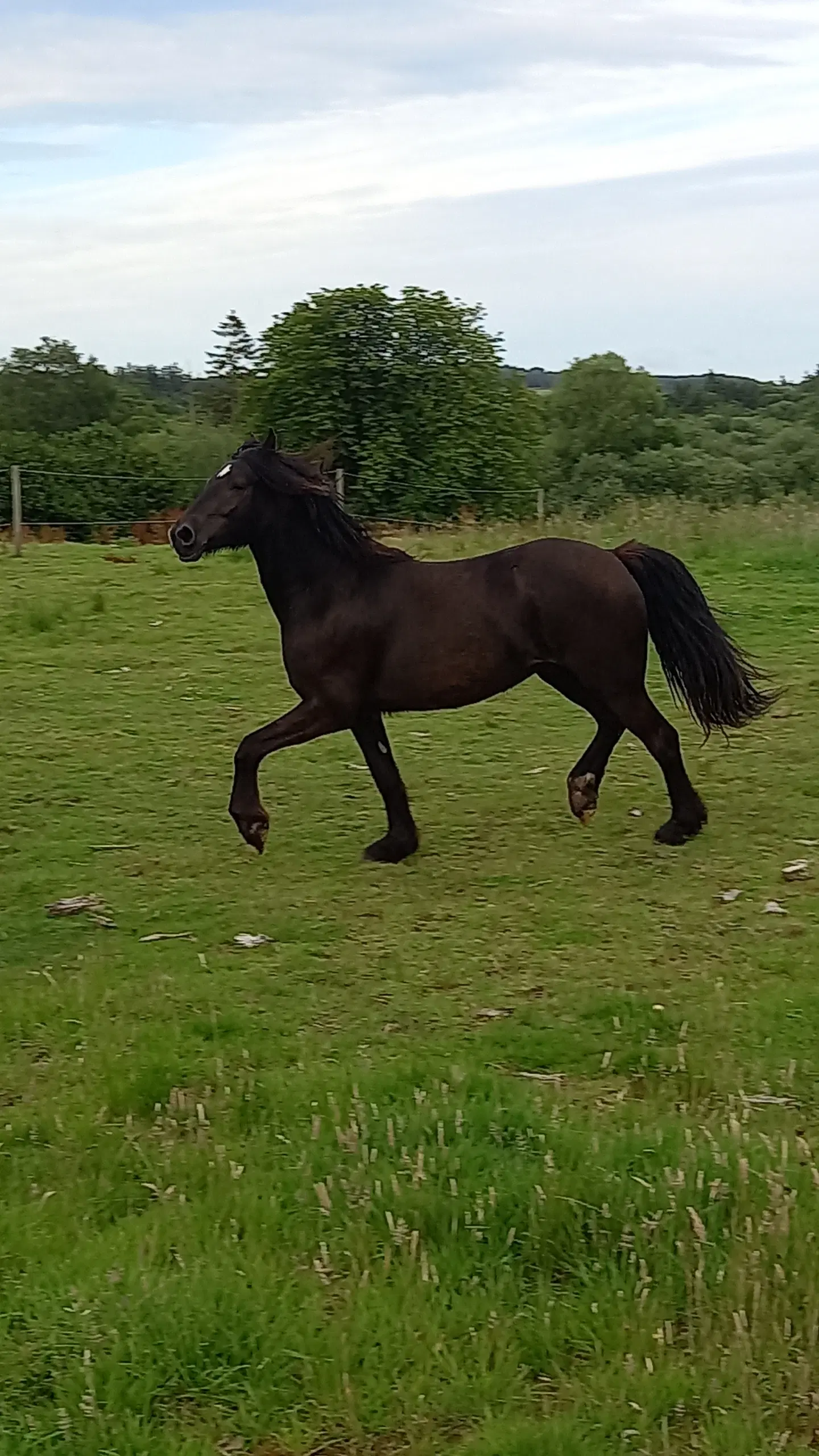 Welsh partbred sælges