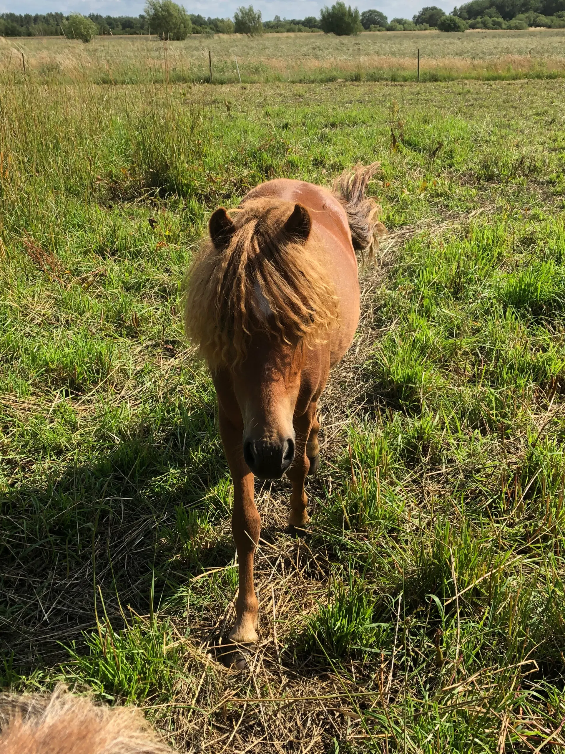 Bedækning tilbydes - pony