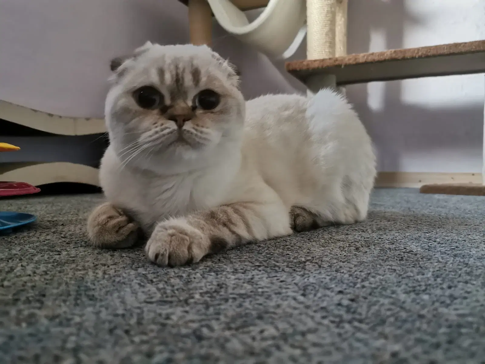 SCOTTISH FOLD LYNX POINT