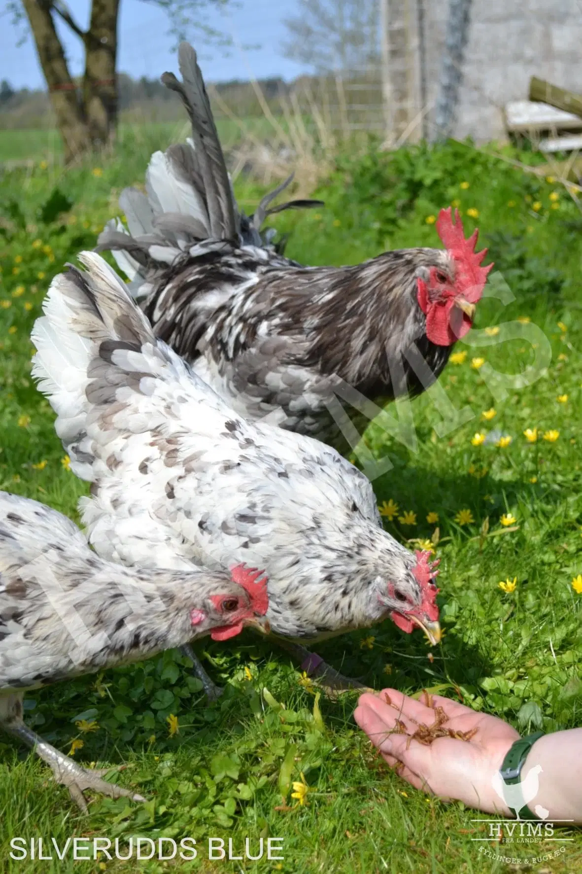 Silverudds Blue Rugeæg