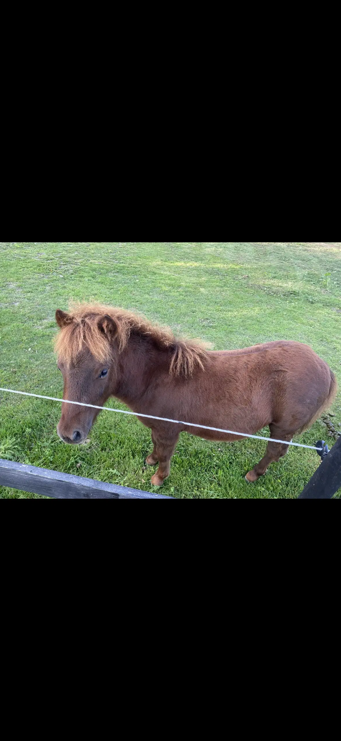 Shetlænder hingst