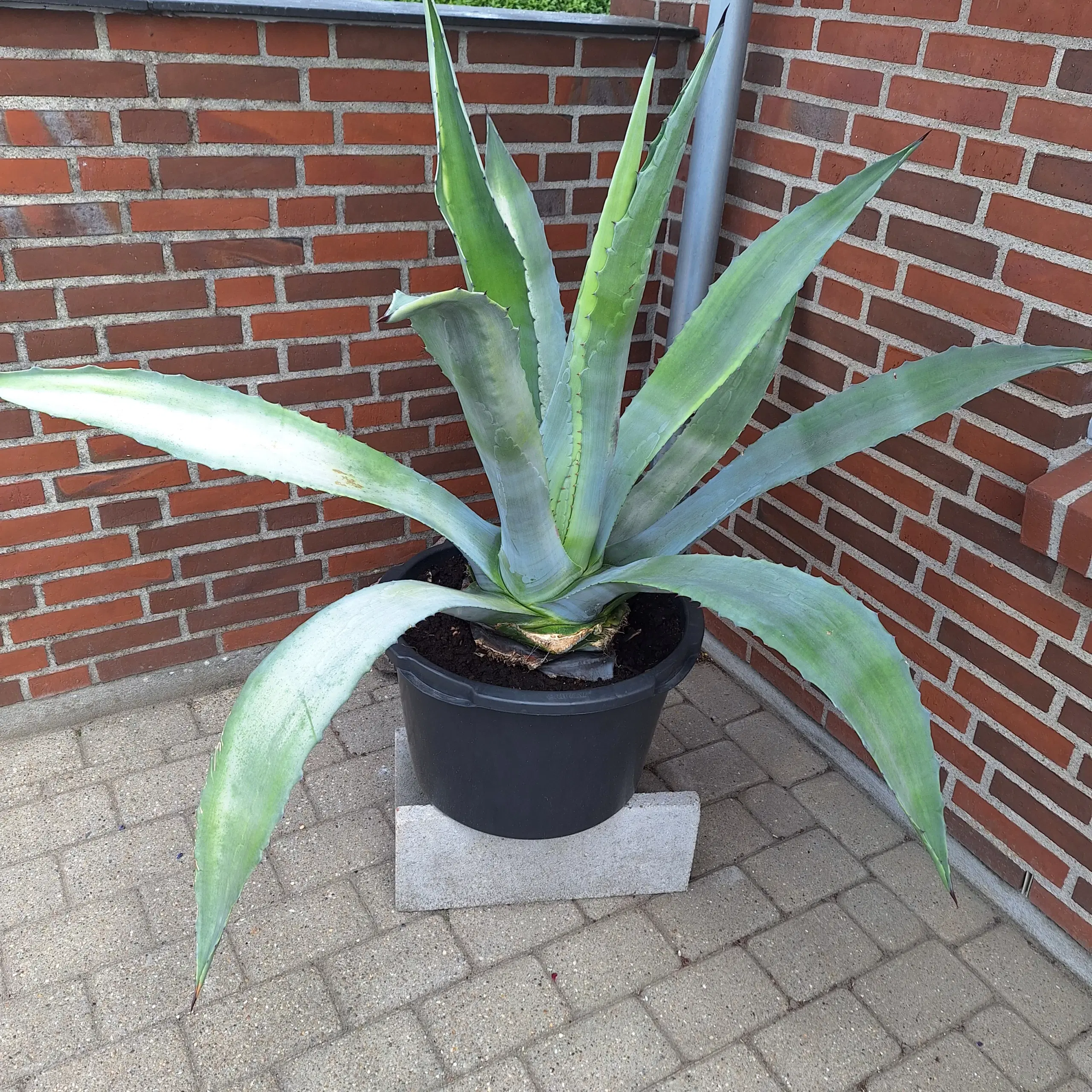 AGAVE