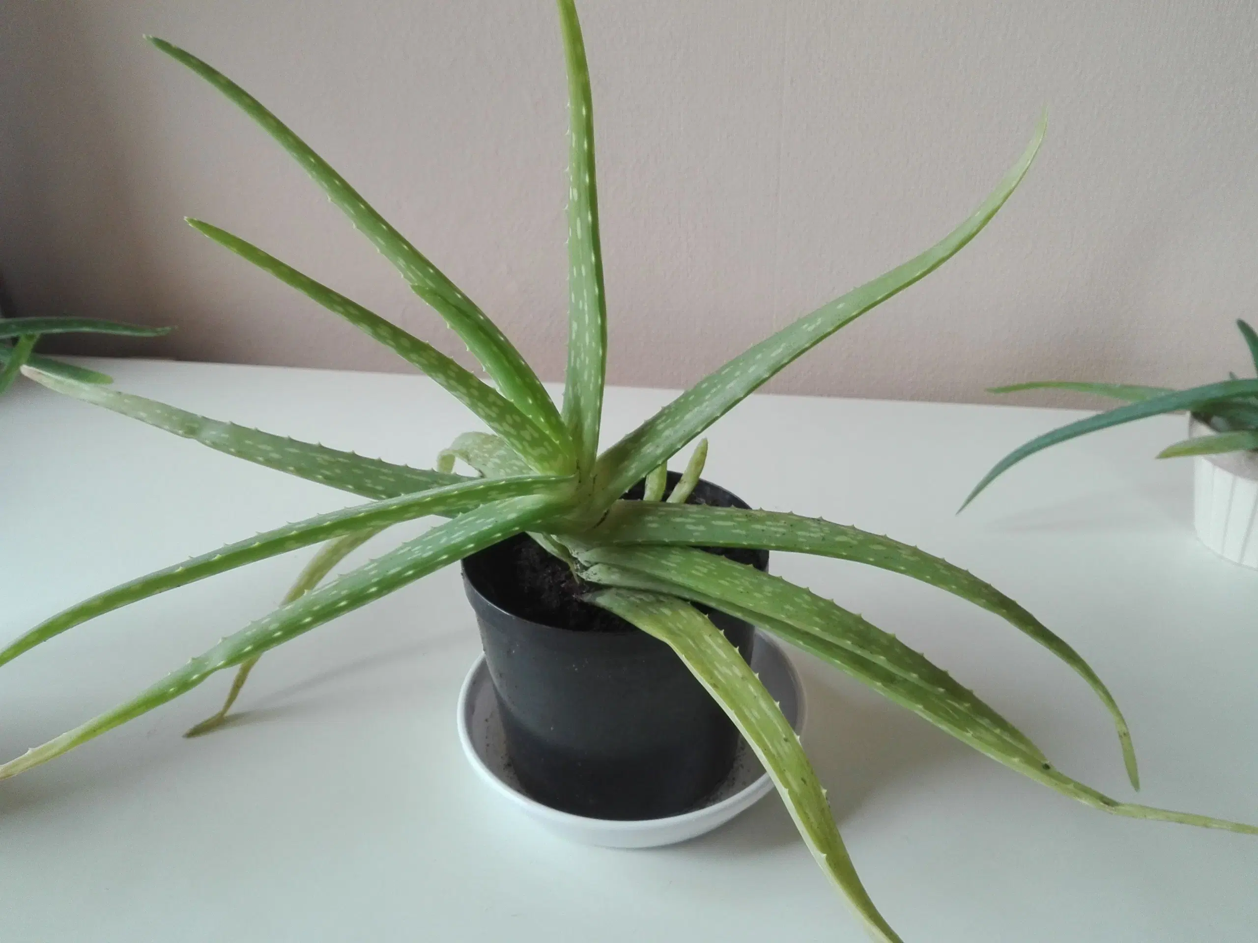 Aloe Vera stueplanter