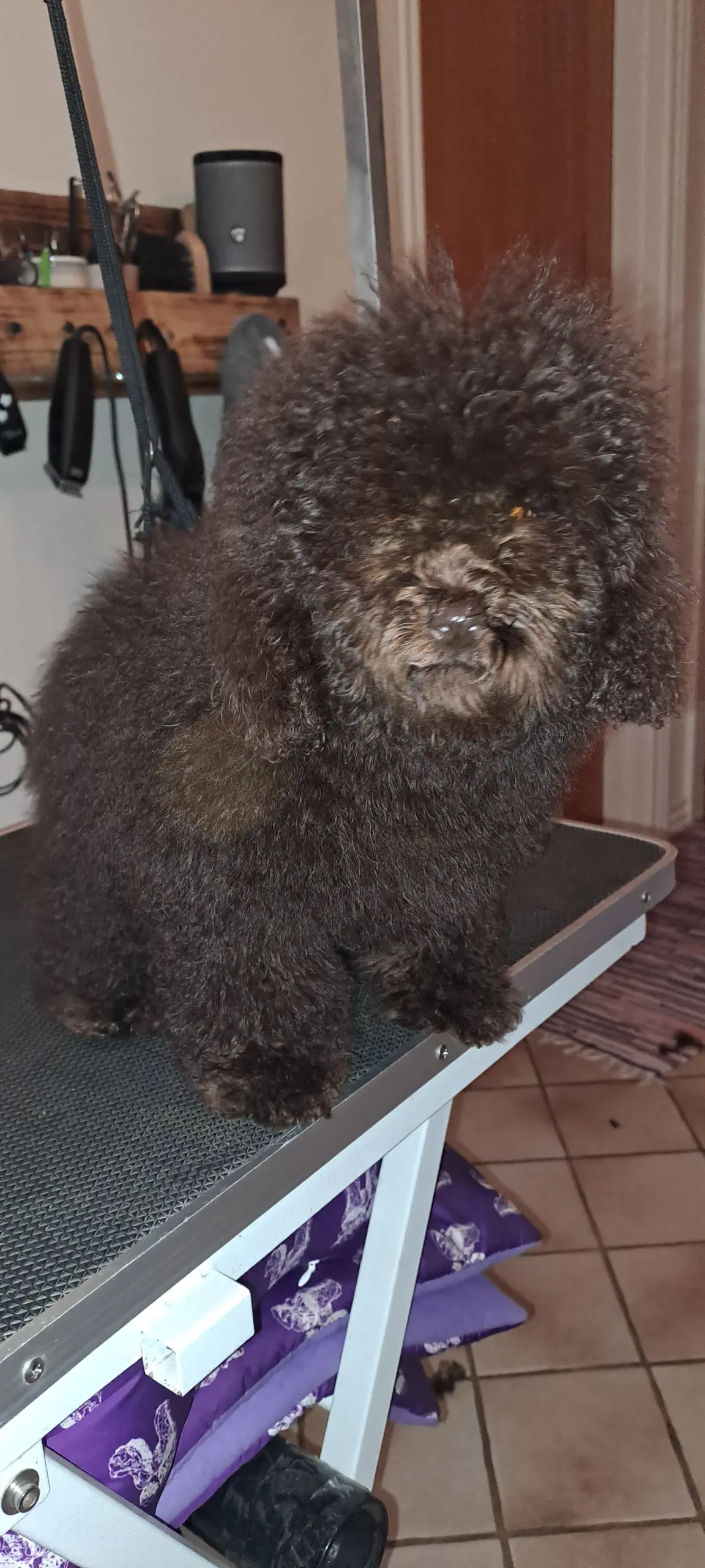 Hundefrisør/trimming/groomer