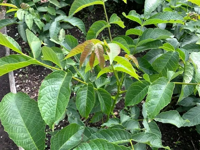 Valnøddetræer - Juglans Regia