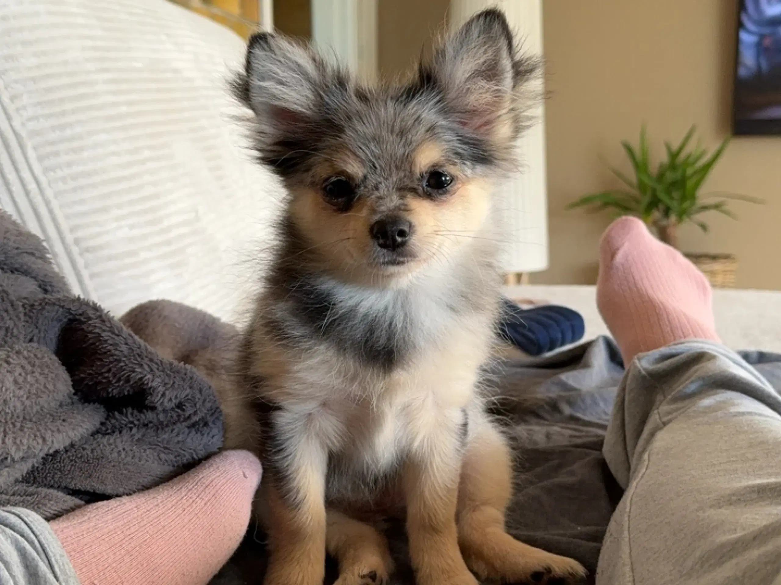 Pomchi Nina