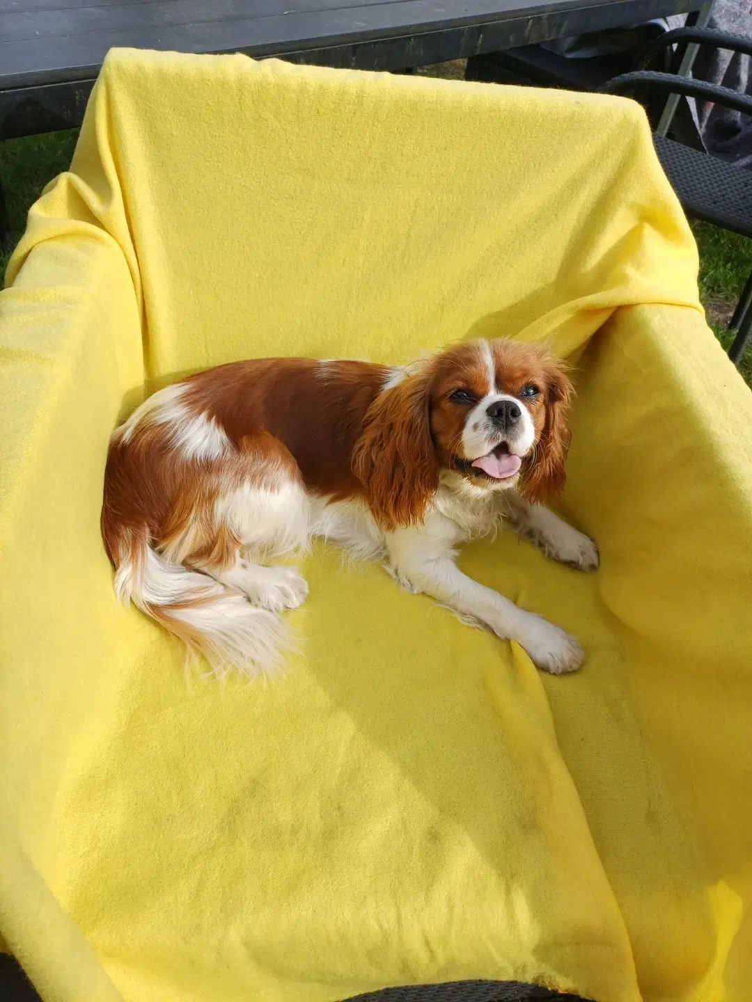 CAVALIER KING CHARLES SPANIEL PIGE SÆLGES