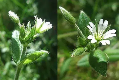 Silverstone planter - tåler tørke