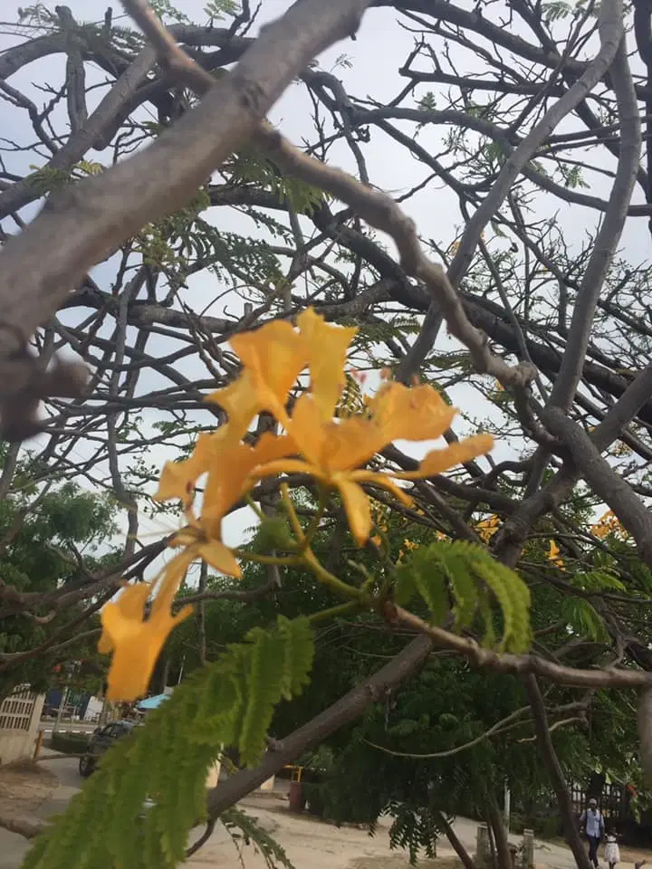 20 Frø Af Delonix Regia Royal (Gul) Meget sjælden