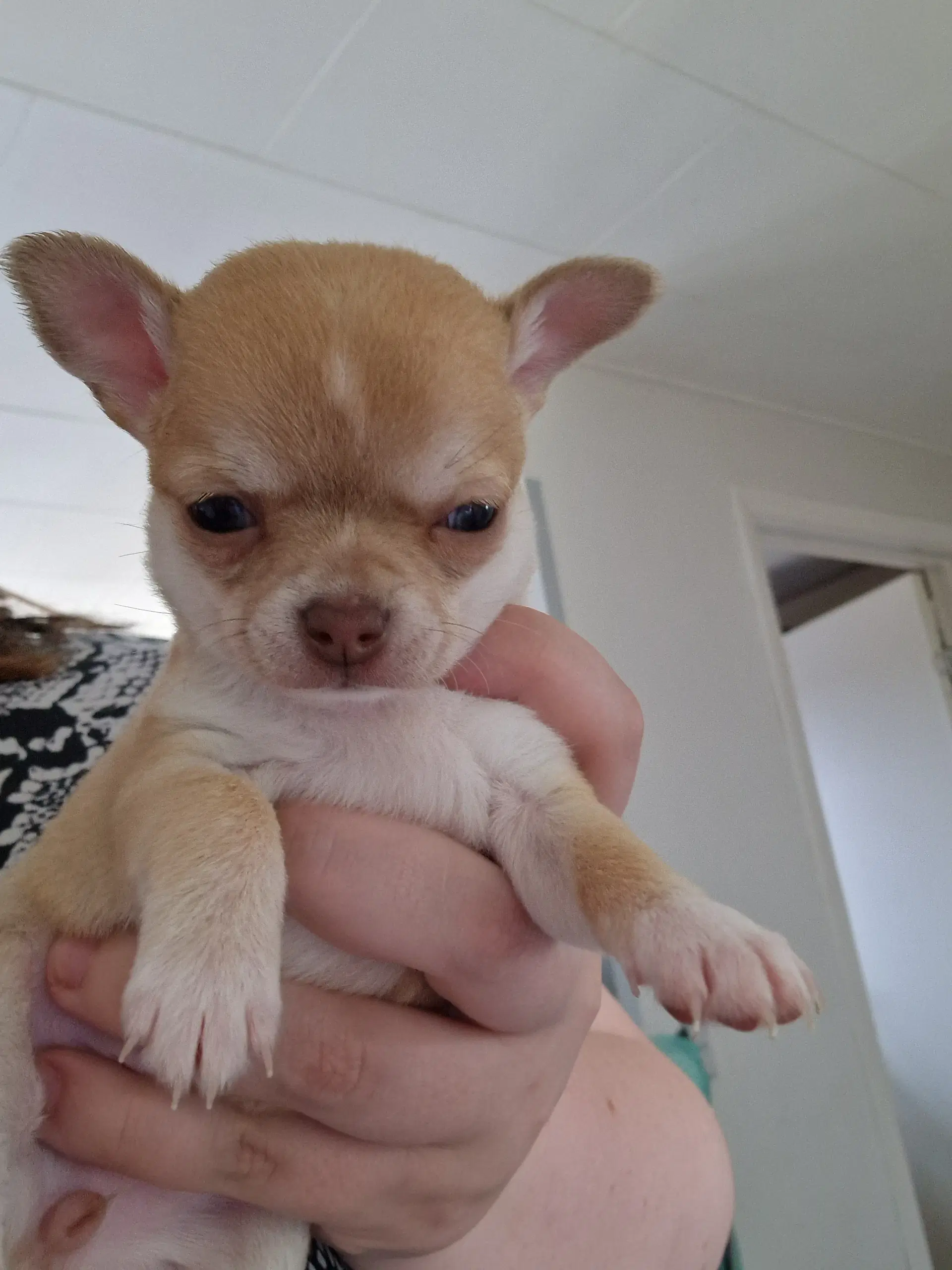 Chihuahua hvalpe søger nyt hjem