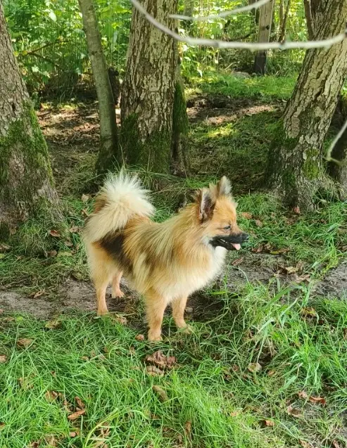 2 skønne pomse drenge