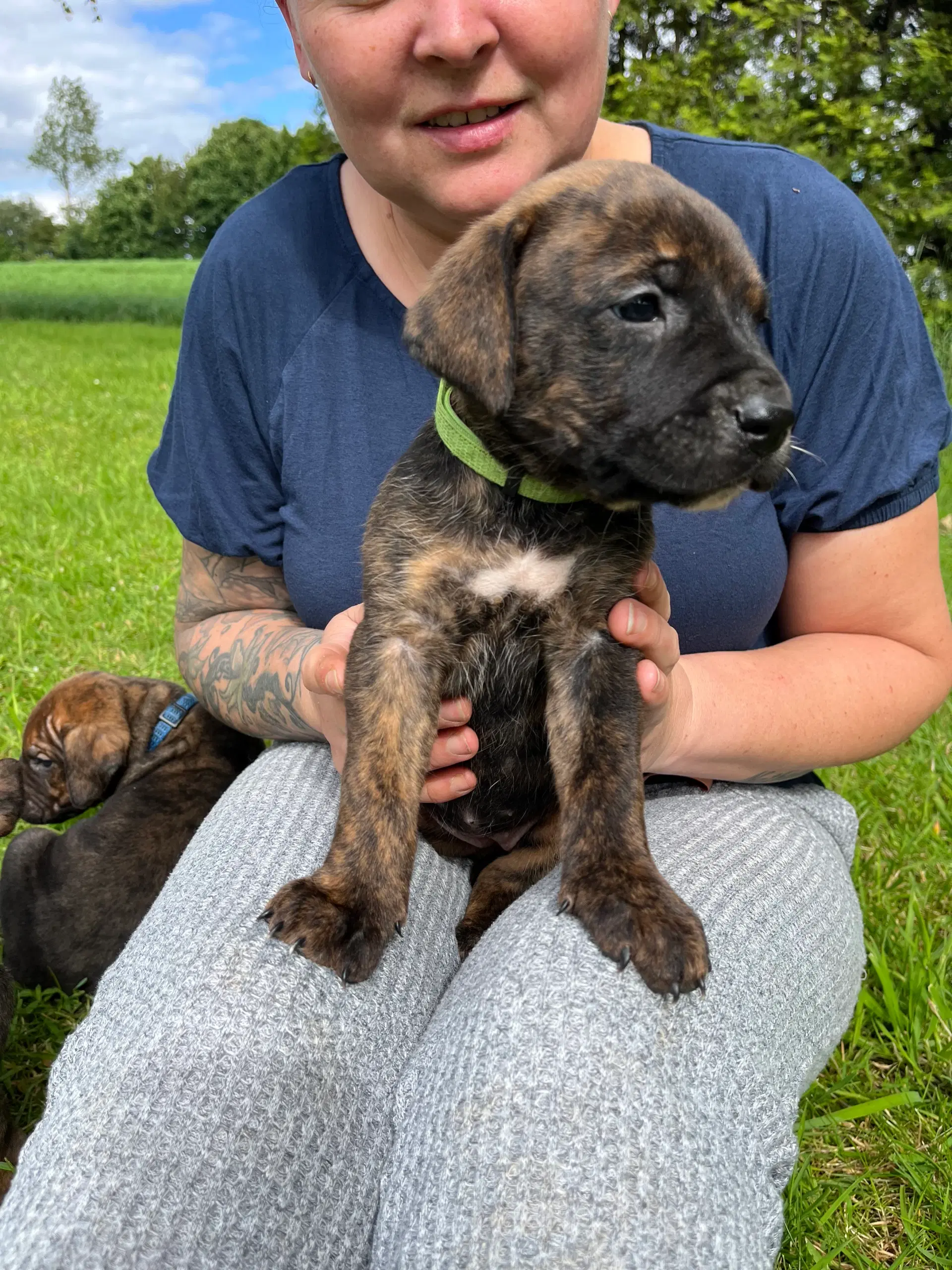 Dogo Canario hvalpe