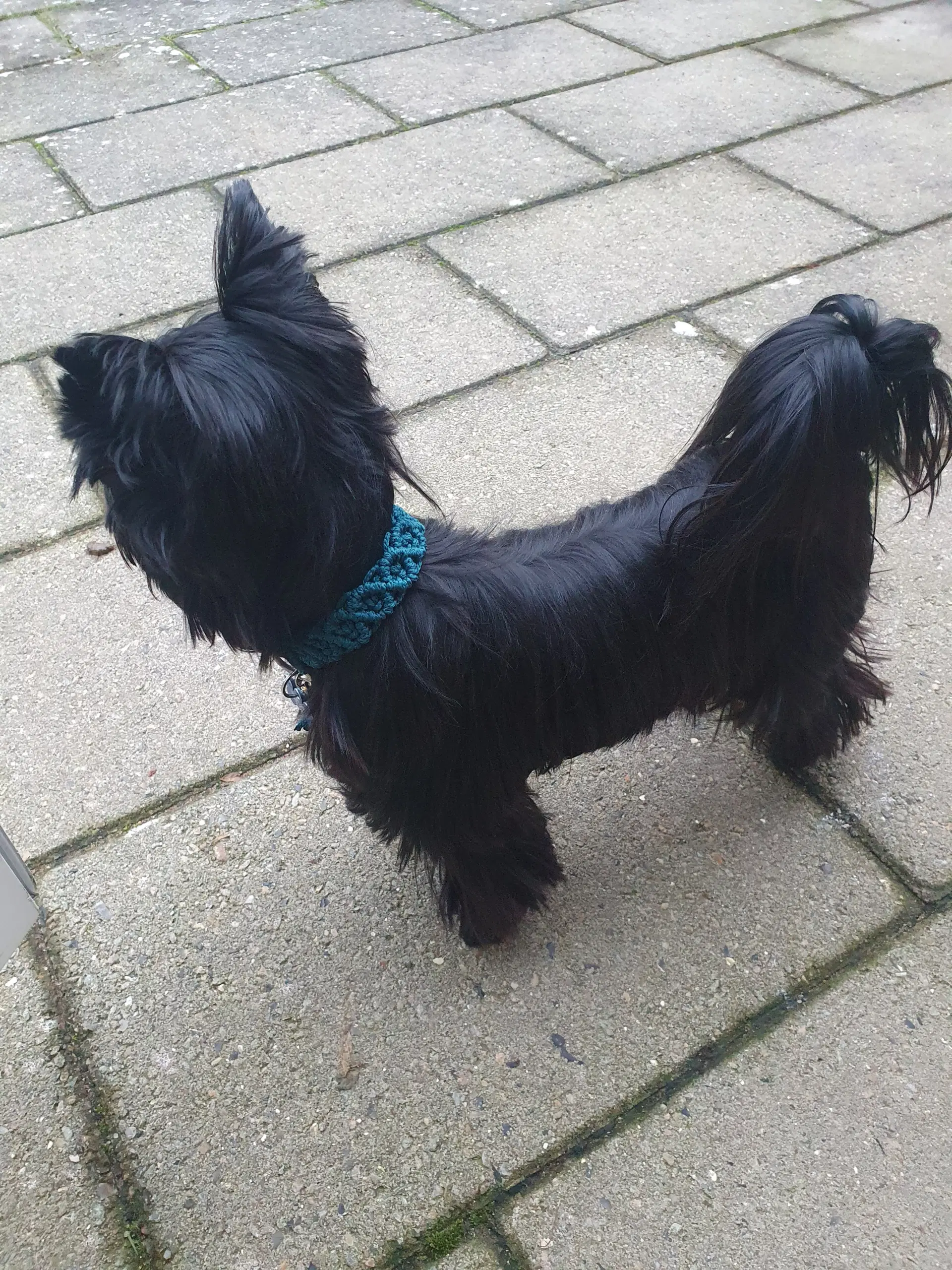 Parring tilbydes SORT Yorkshire terrier biewer