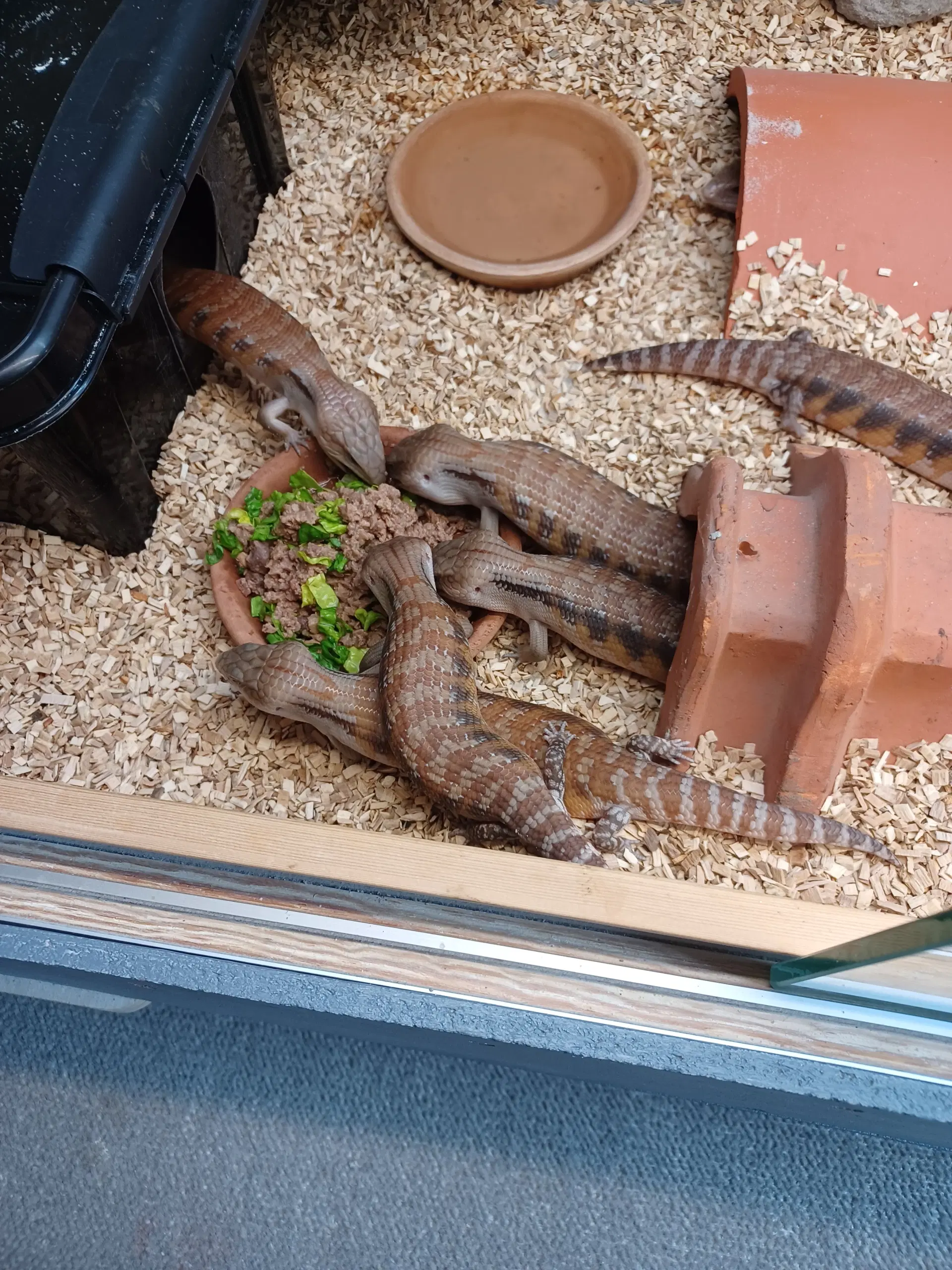 Blåtunge skink