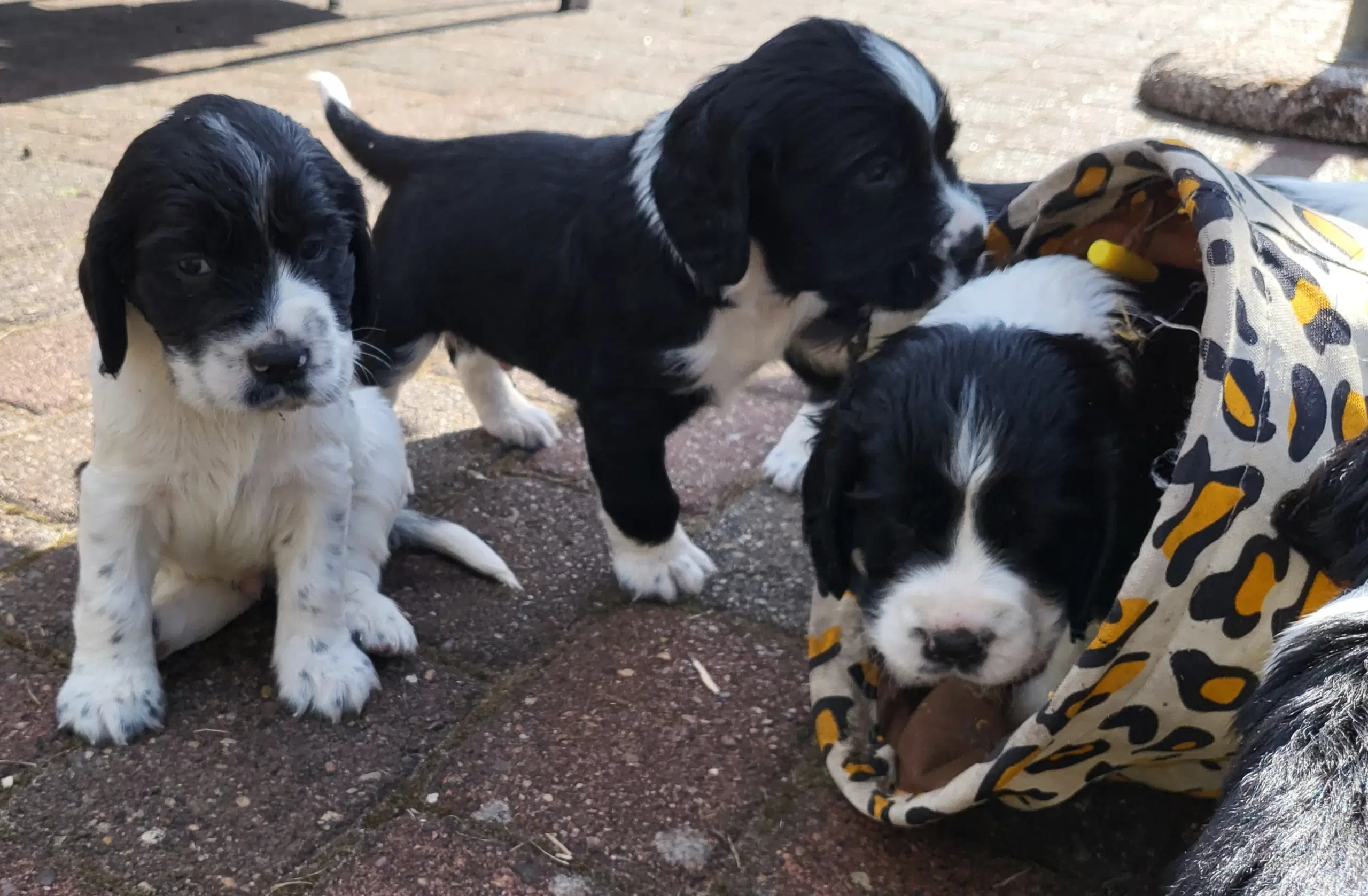 Engelsk springer Spaniel hvalpe