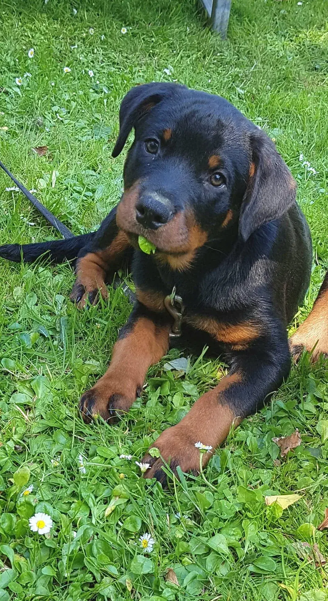 Rottweiler hvalpe  med DKK tavle