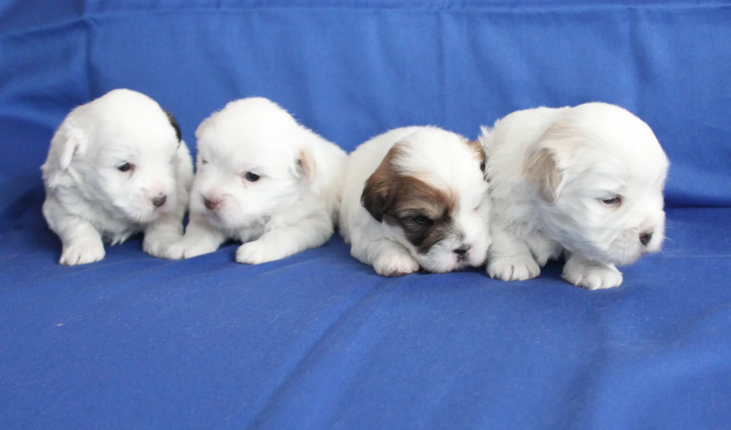 Coton De Tulear hvalpe ( Bomulds hvalpe)