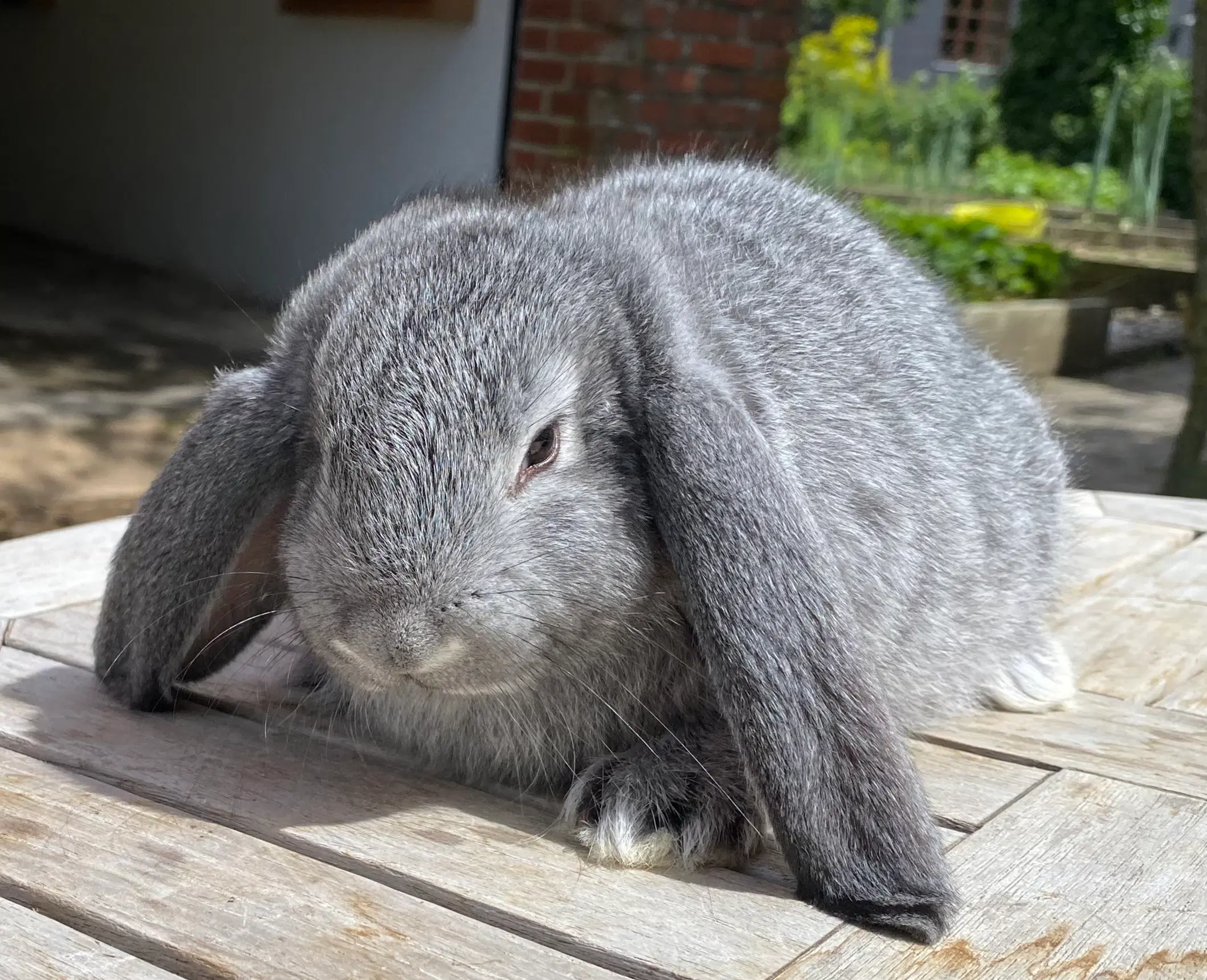 FRANSK VÆDDER HUN CHINCHILLA