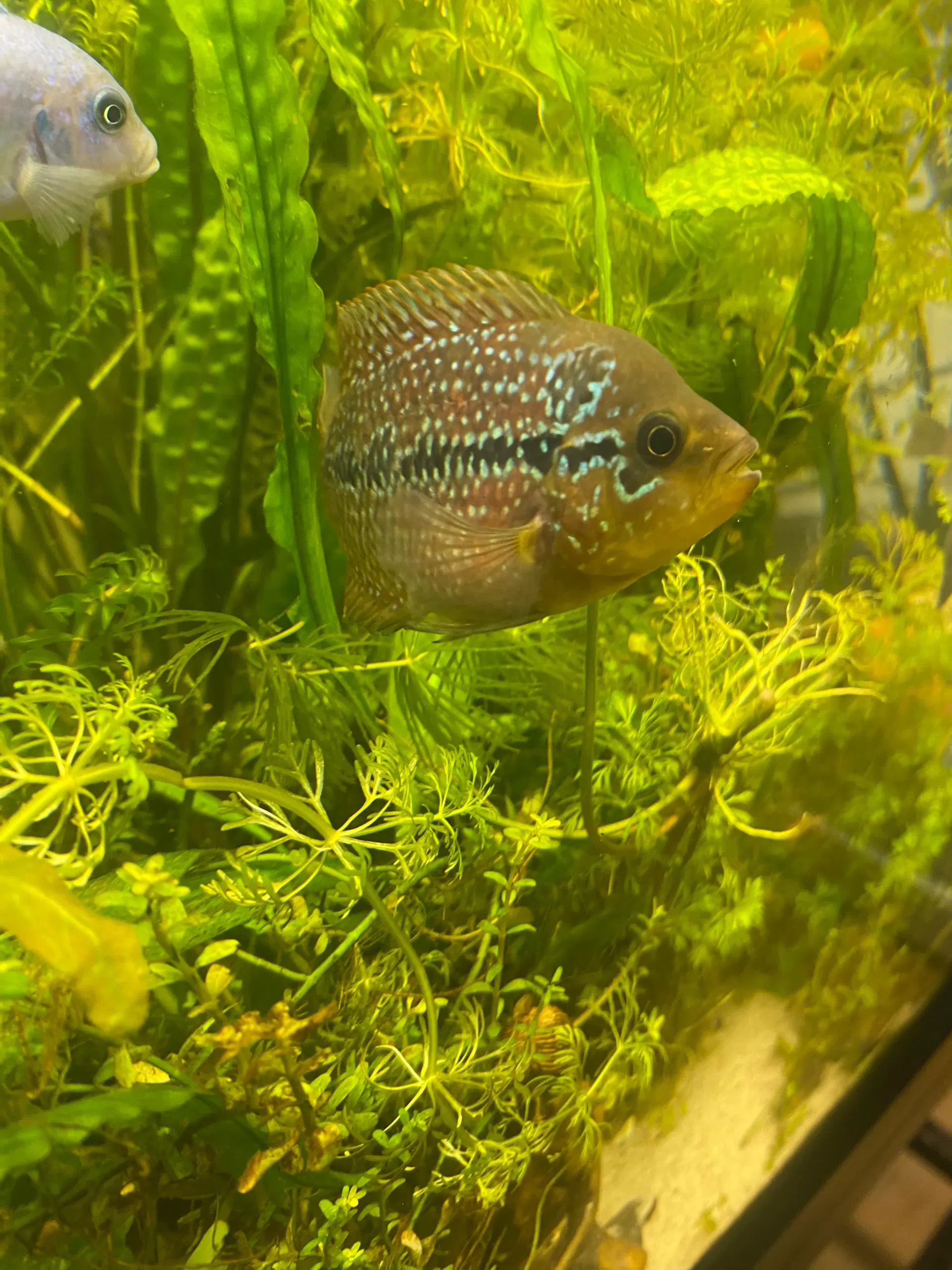 Stor rød papegøje cichlid og flowerhorn