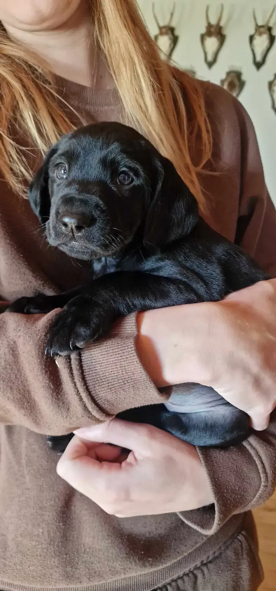 Cocker Spaniels/Labrador Hvalp