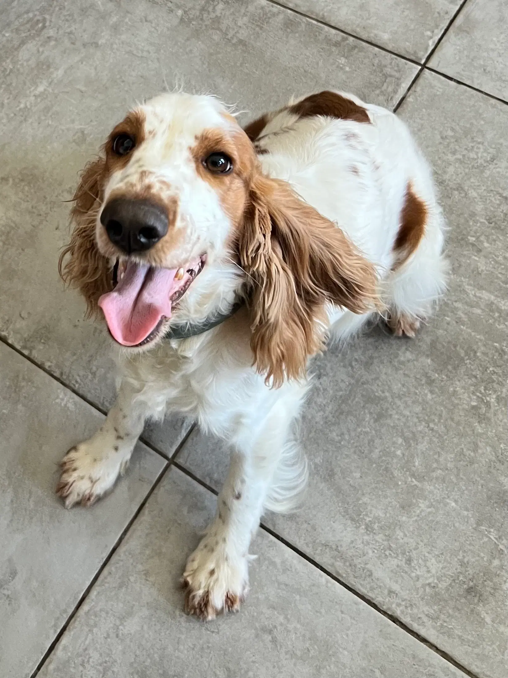 Racerene Engelsk Cocker Spaniel