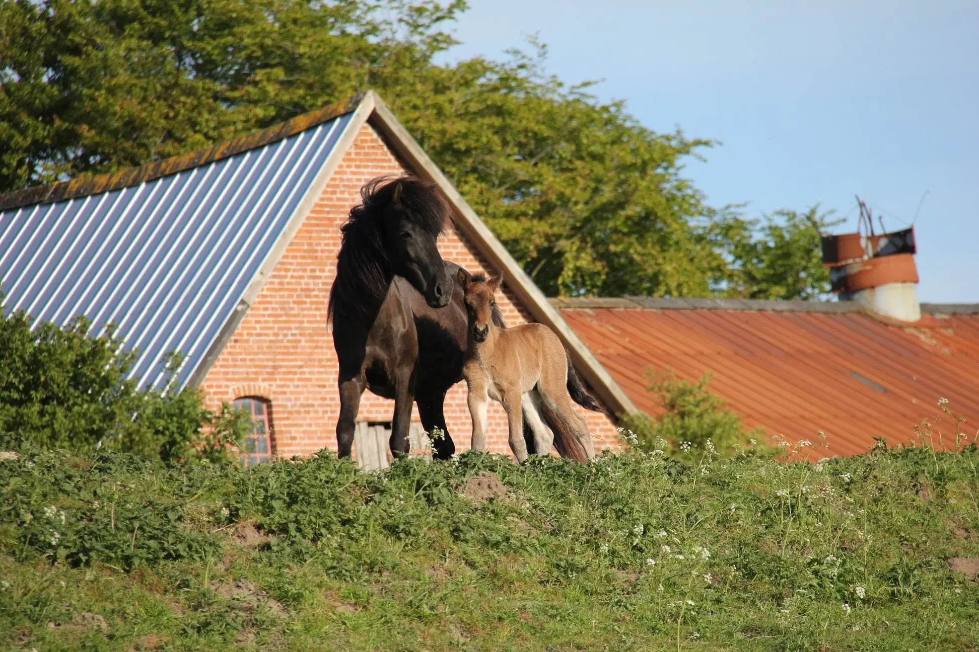 Avl - Stævne eller Luksus ridehest <3