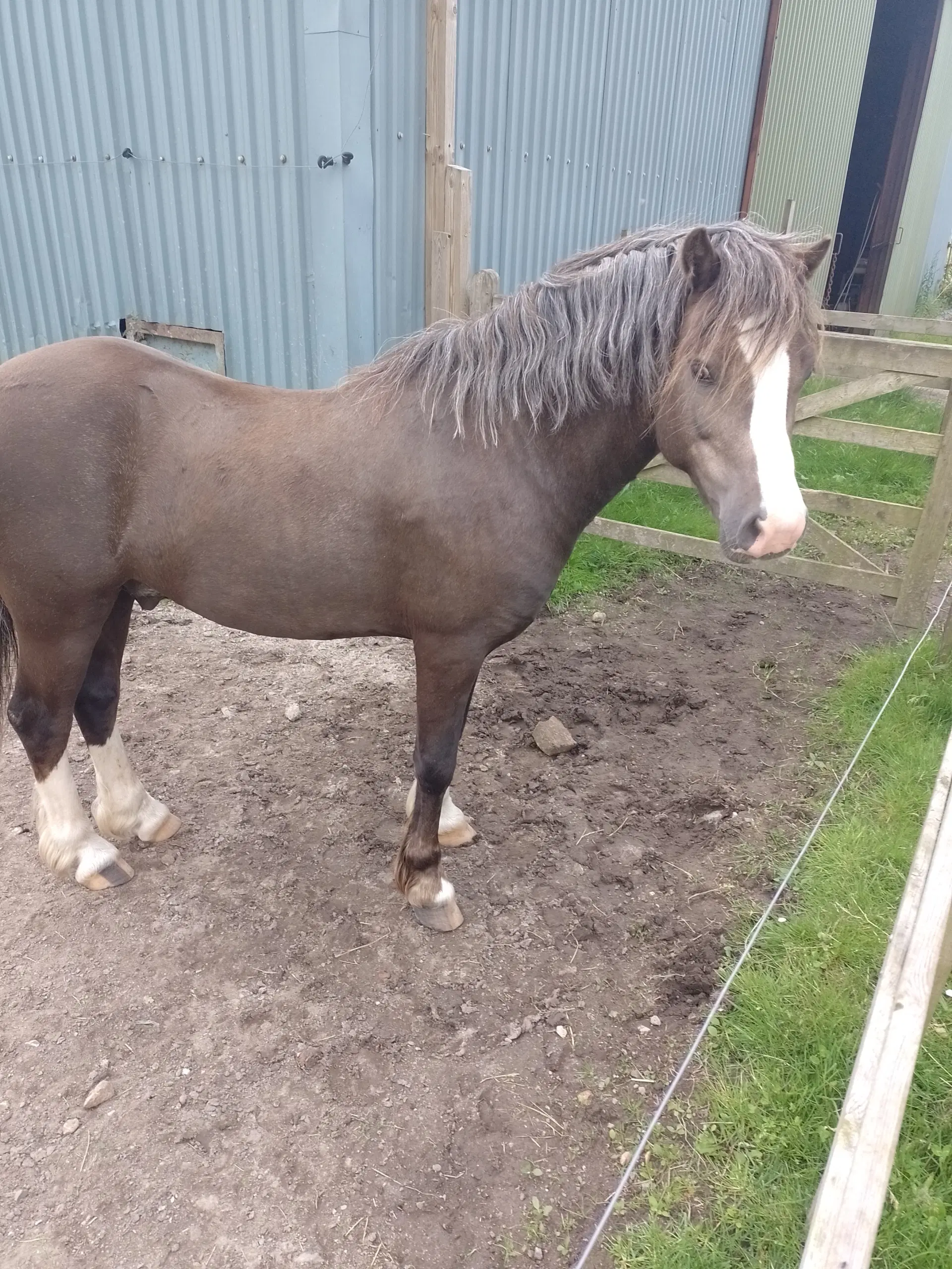 Welsh  5  års hingst m livstids lisens