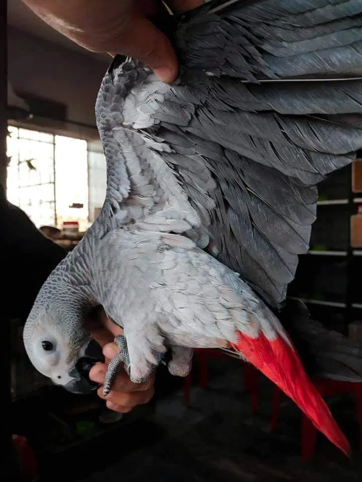 African grey parrots