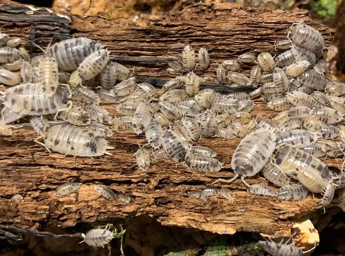 Porcellio Laevis Dairy Cow sælges