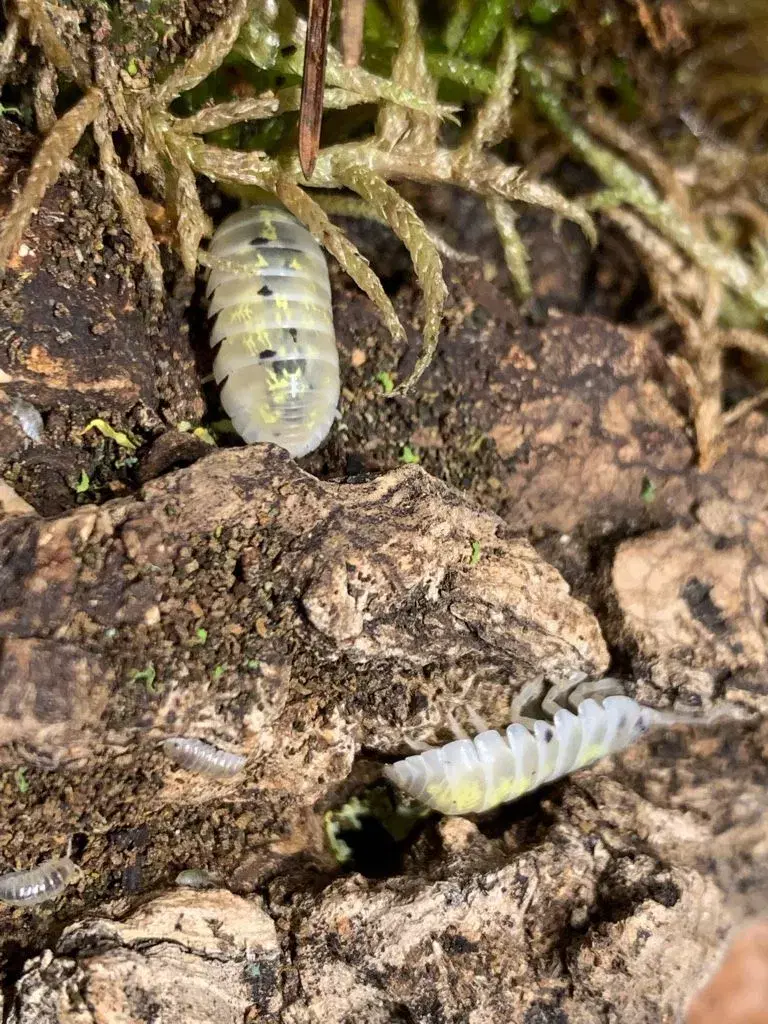 Armadillidium Magic Potion