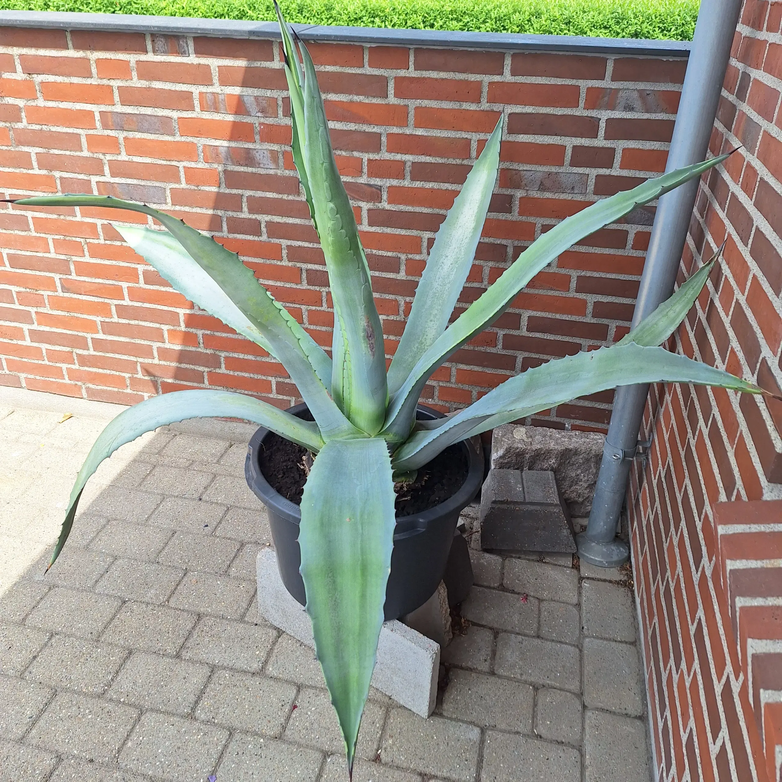 AGAVE