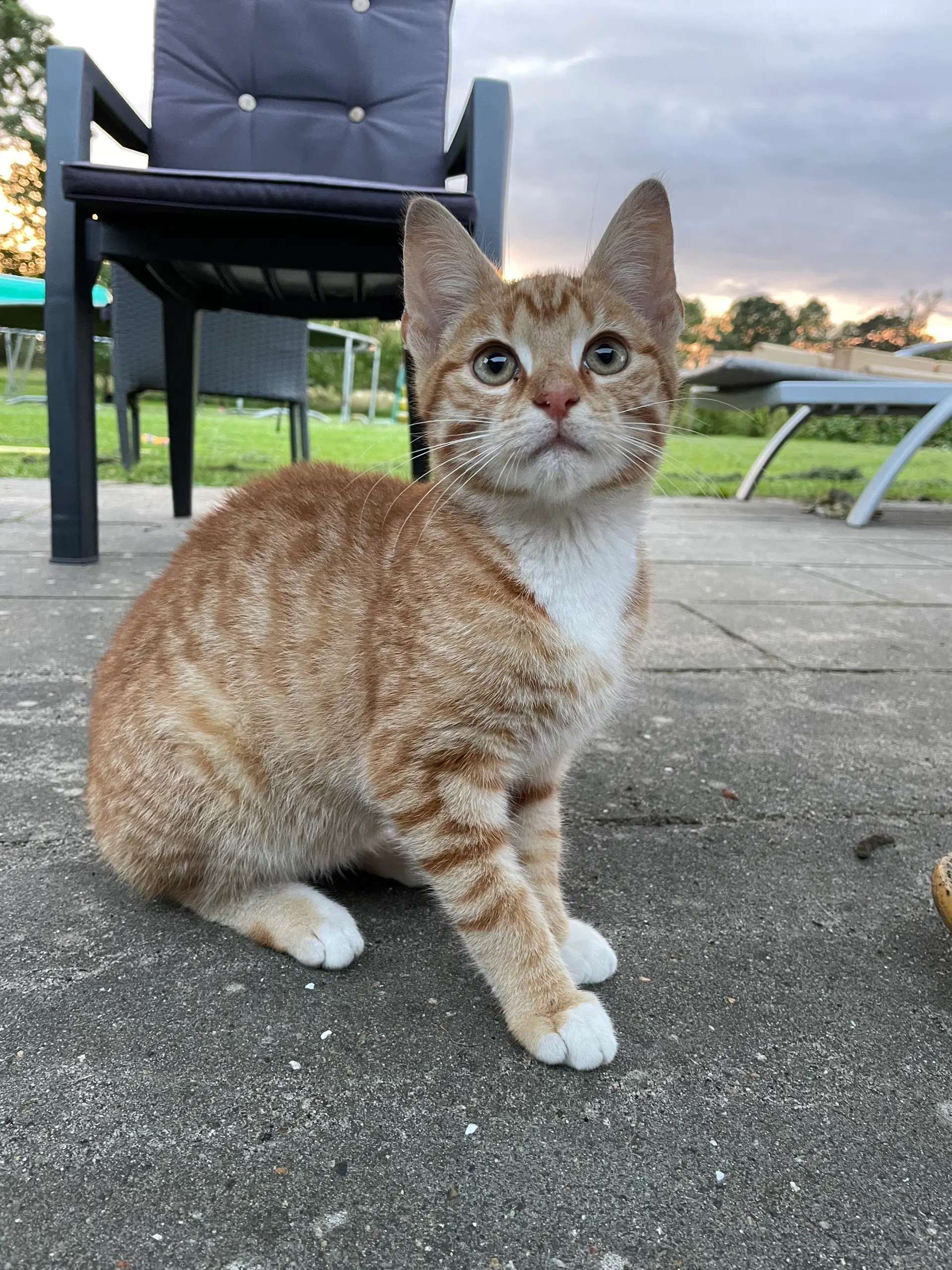 Rød han kat