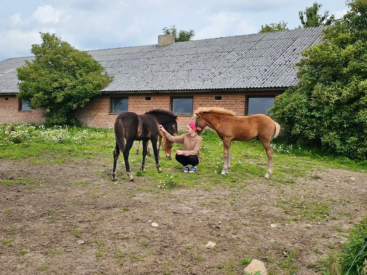 Avl - Stævne eller Luksus ridehest <3