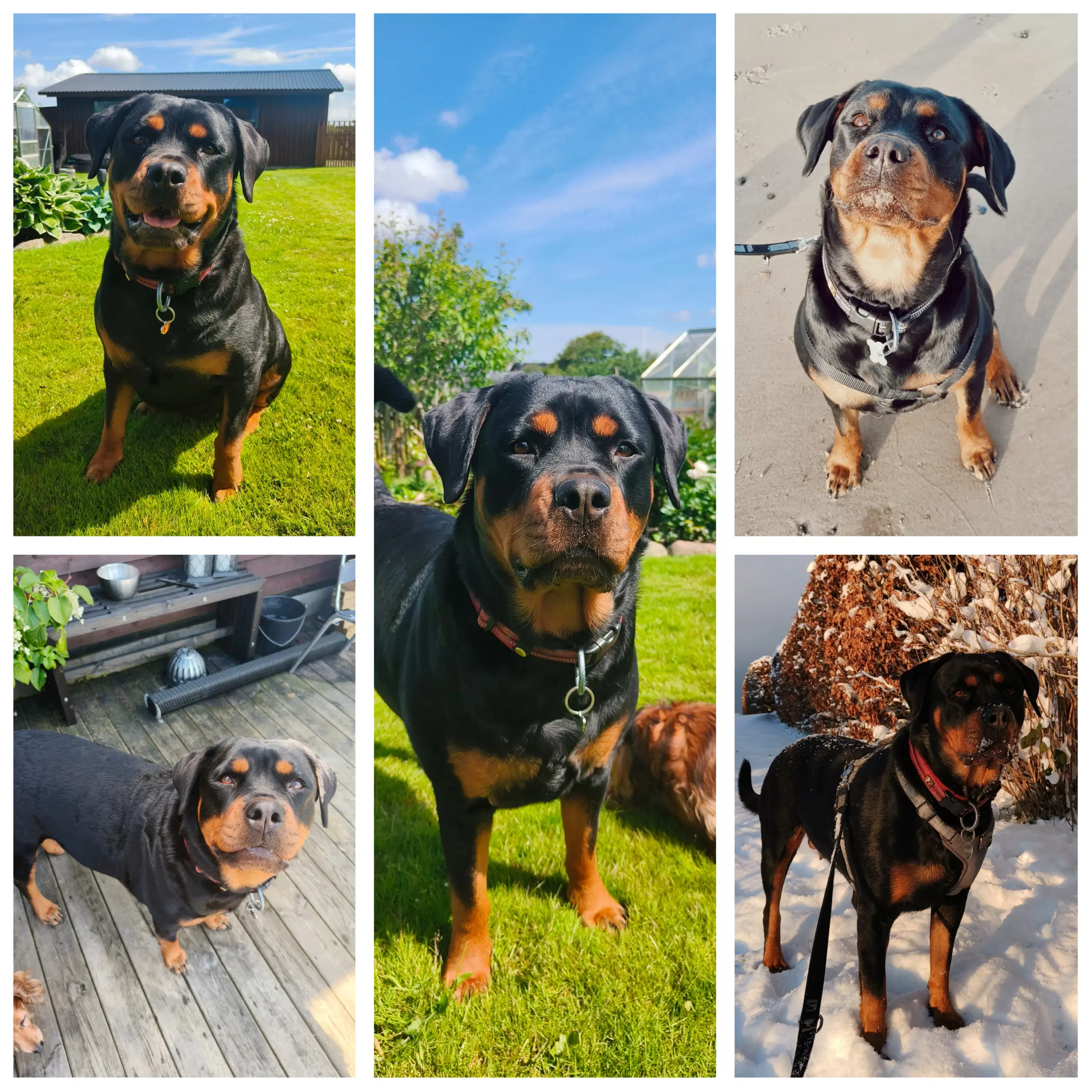 Rottweiler hvalpe